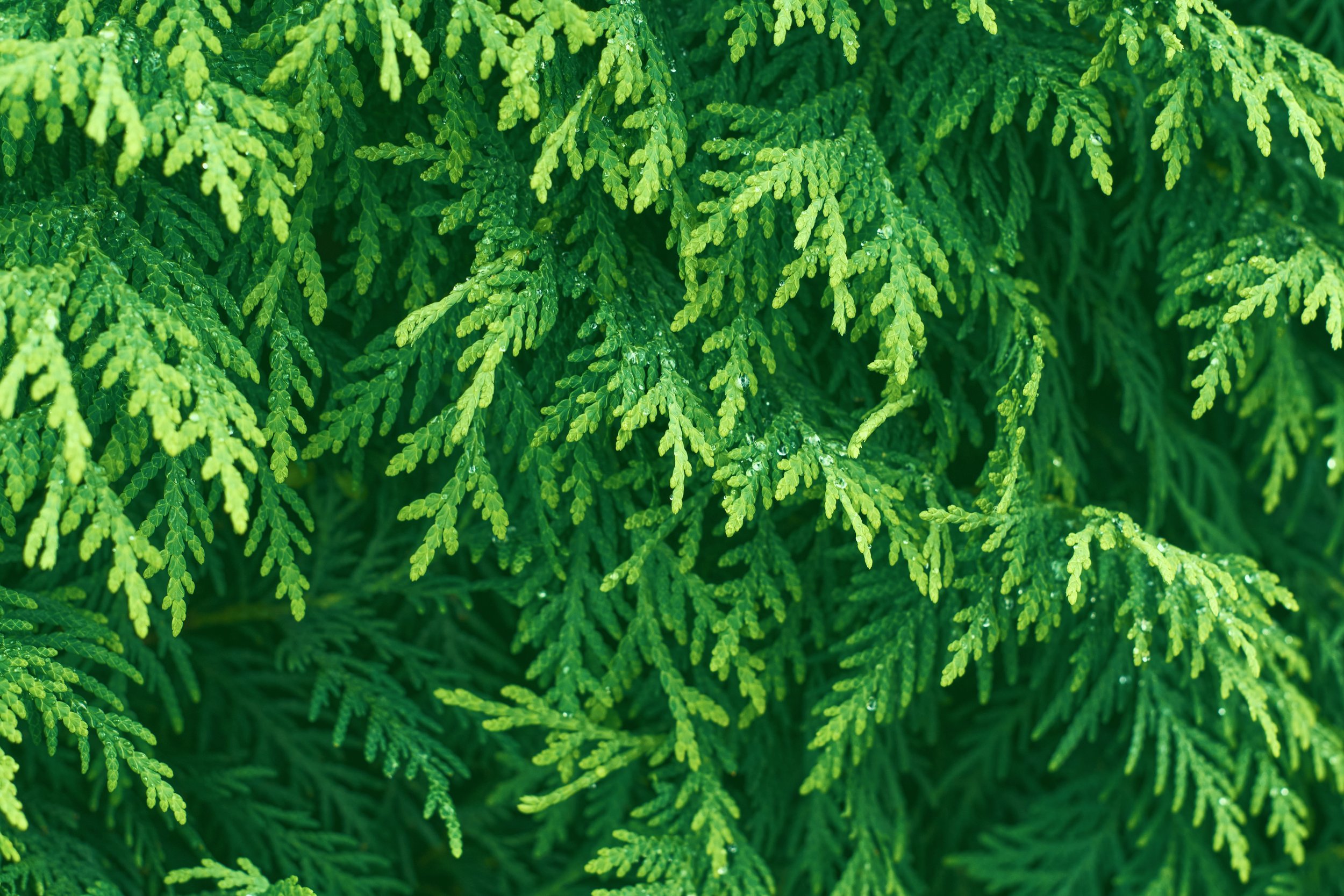 Herbs for Pain and Inflammation