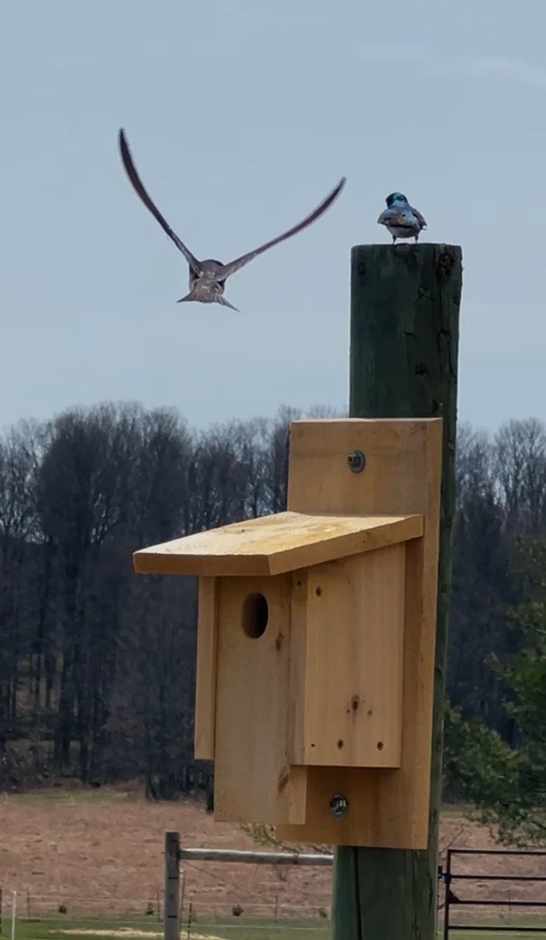 Bluebird House Woodworking Class