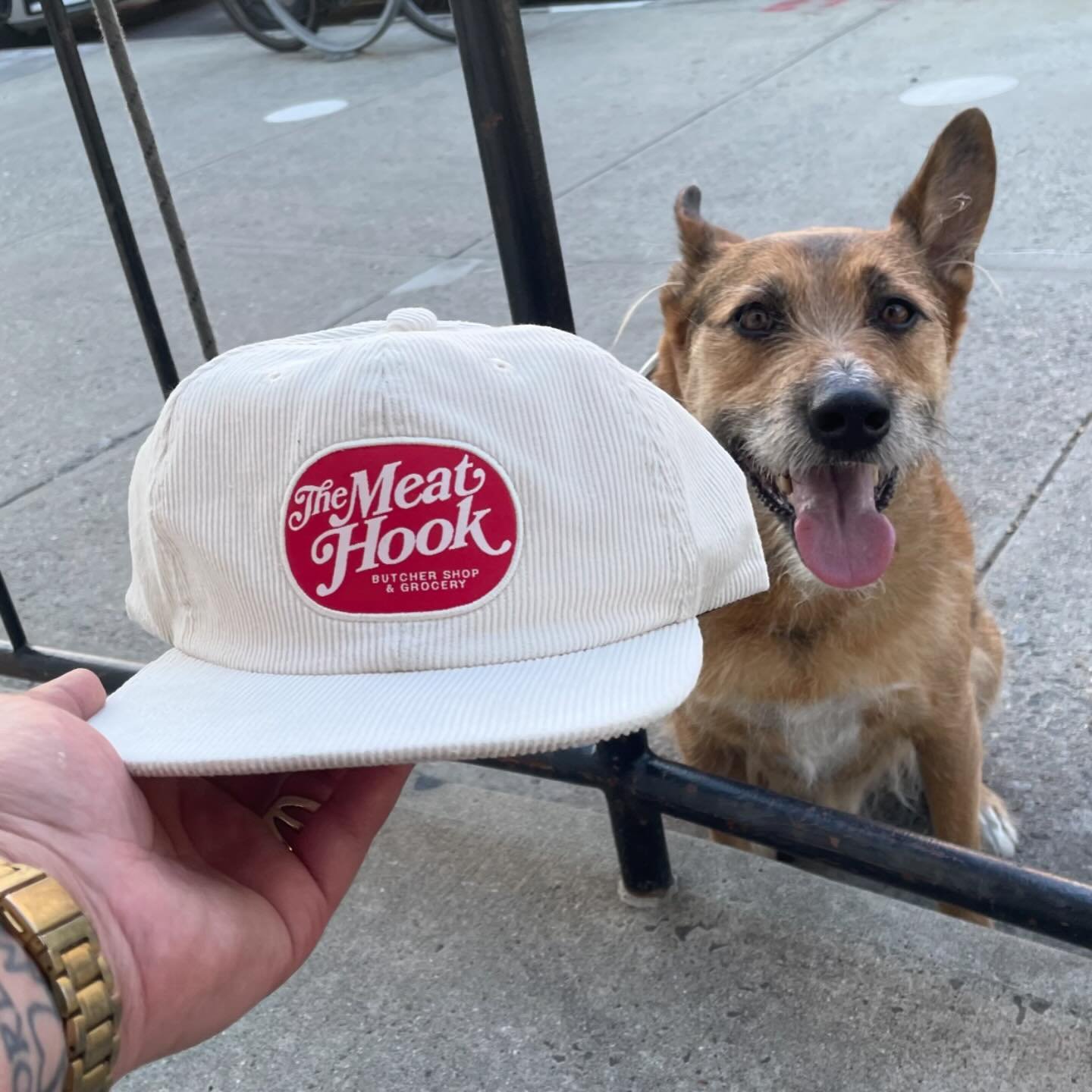 New hats are available on the website nationwide and locally in all three shops.**

**adorable color coordinated dog not included