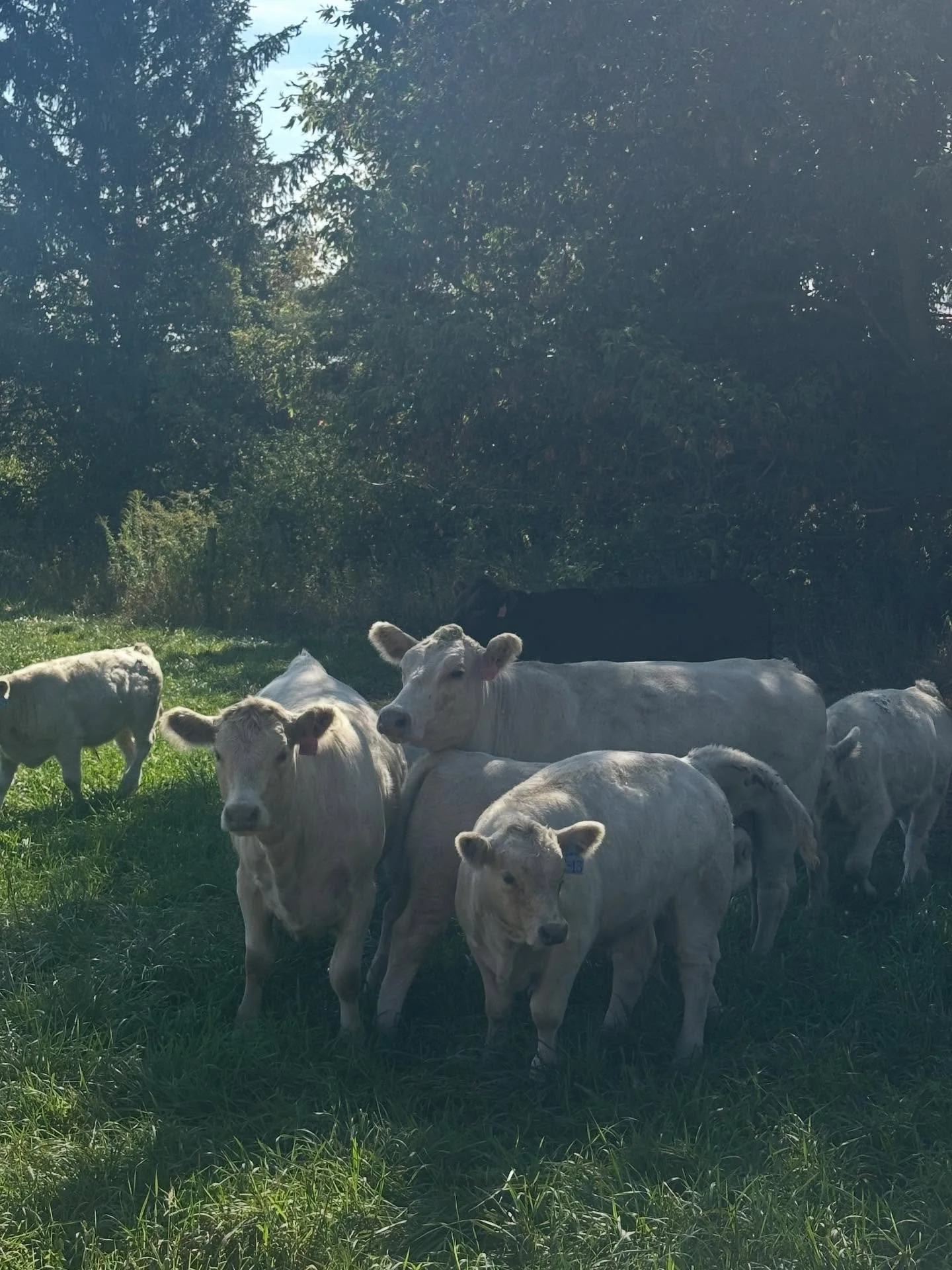 Impressed customers ask us all the time, &ldquo;Why is your meat so good??&rdquo; The answer is simple&mdash; Our farmers really really give a hoot. We are beyond grateful for their hospitality last week- for taking time out of their packed schedules