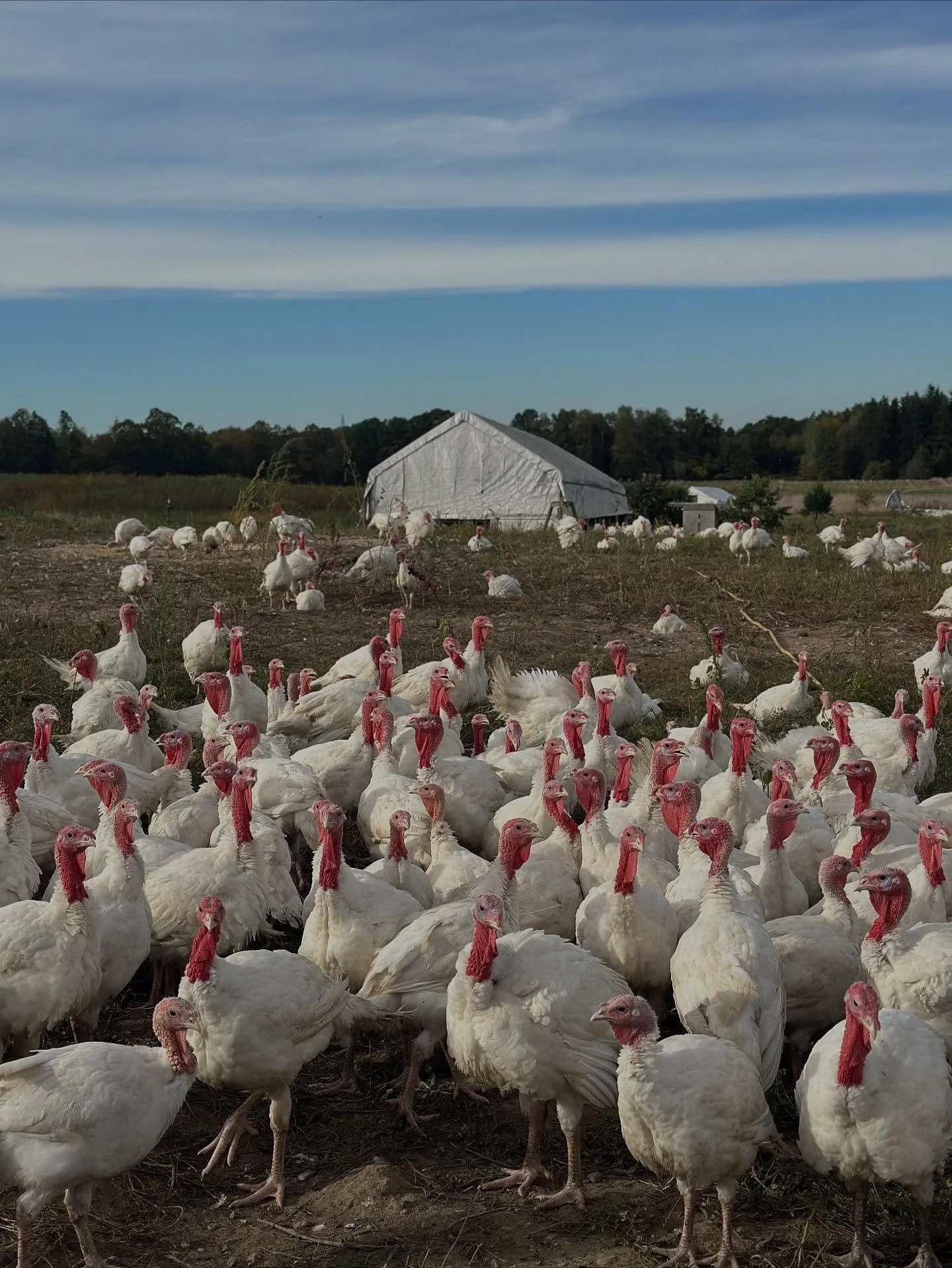 It&rsquo;s time. ⏰ 🧮🐔Time to secure your bird. Thanksgiving Turkey orders are live on our website, among other delicious proteins if you&rsquo;re so inclined to pardon the bird. Sort your plans and head to the link in our bio to reserve your Thanks