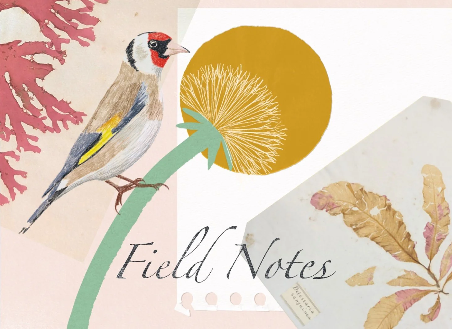Field Notes at Mindful on the Moor