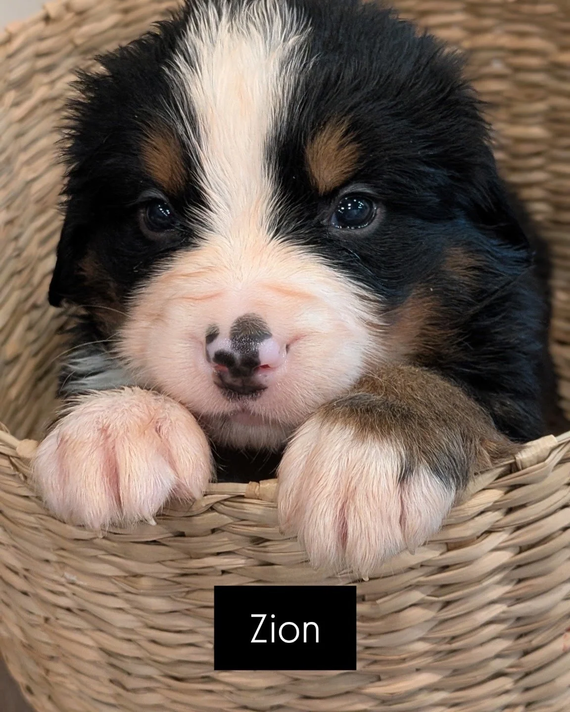 Zion - Male