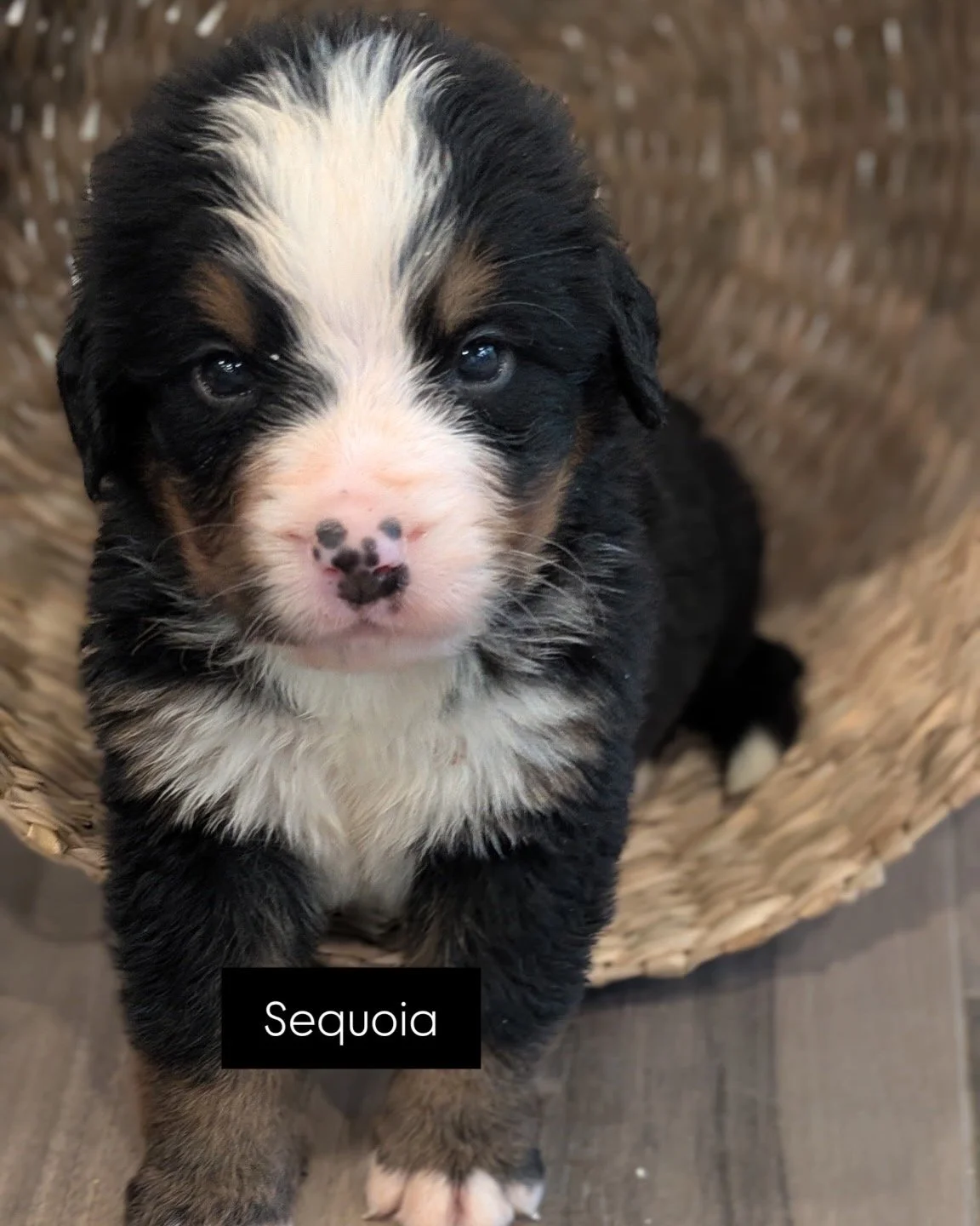 Sequoia 4 wks.JPG