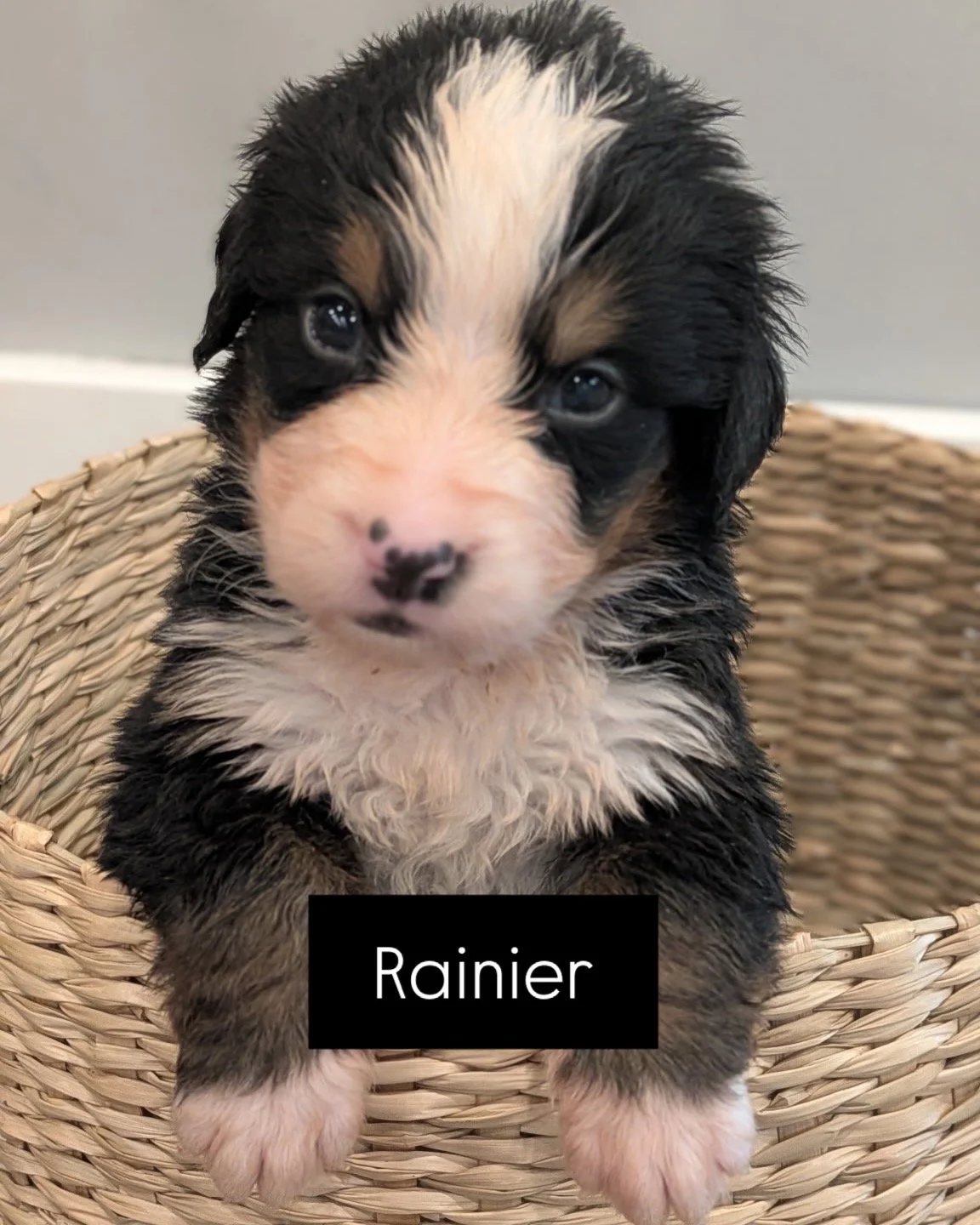 Rainier - Female