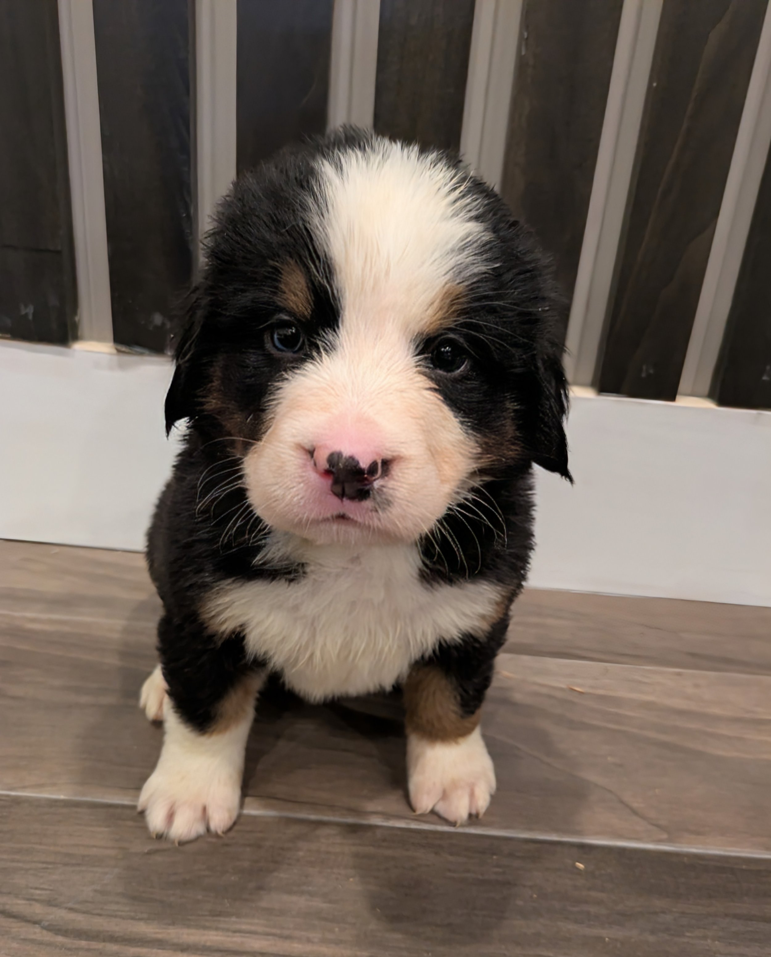 Coral 5wk.2.jpg