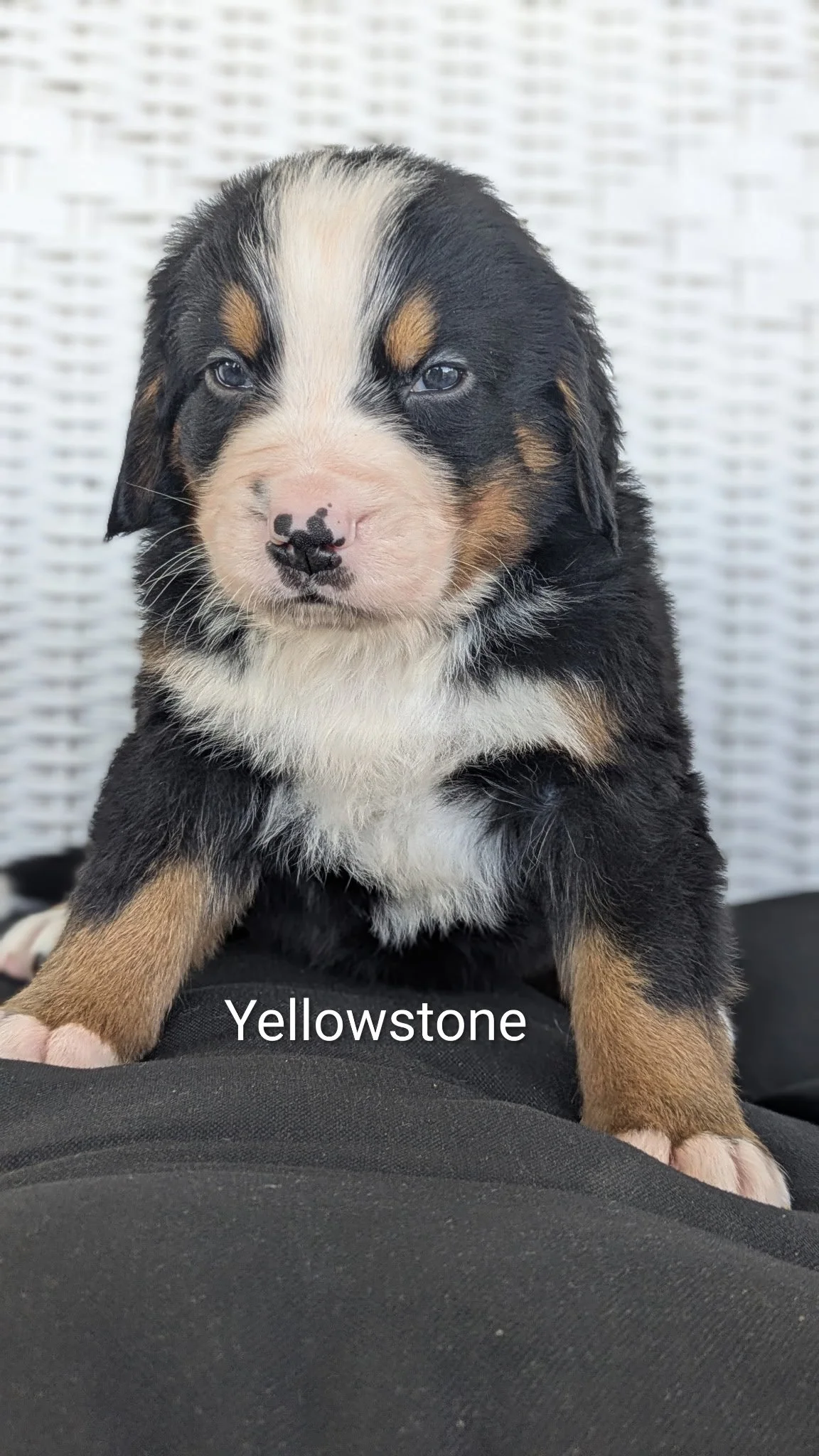 Yellowstone 5 wks.JPG