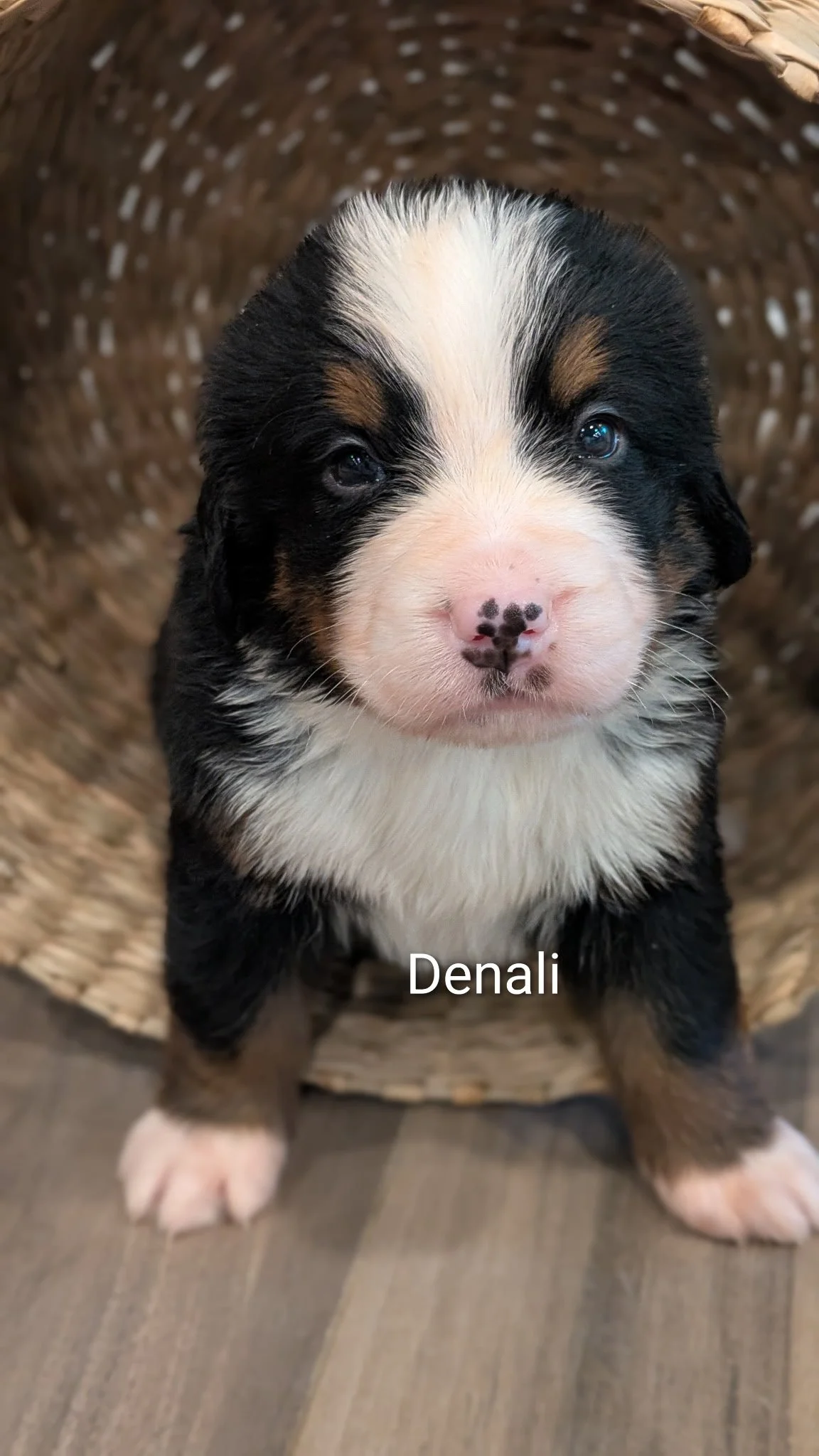 Denali 4 wks.JPG