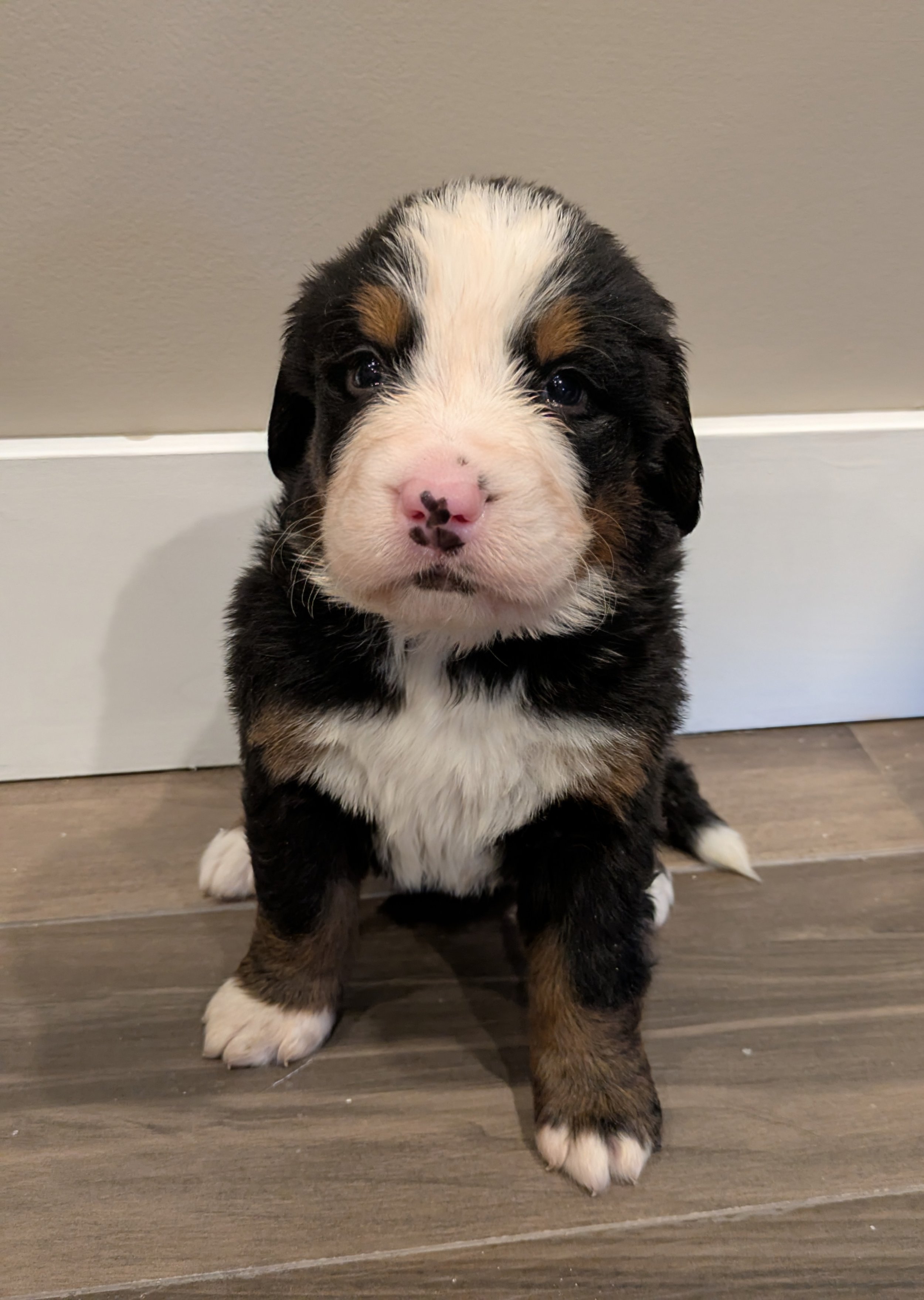 Onyx 4wk.jpg