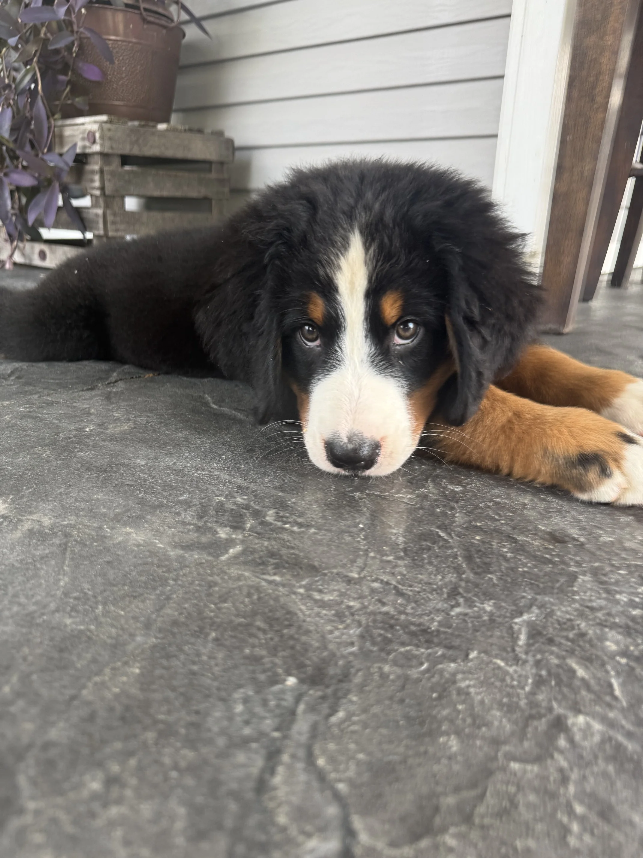 Mesa 11wks.JPG