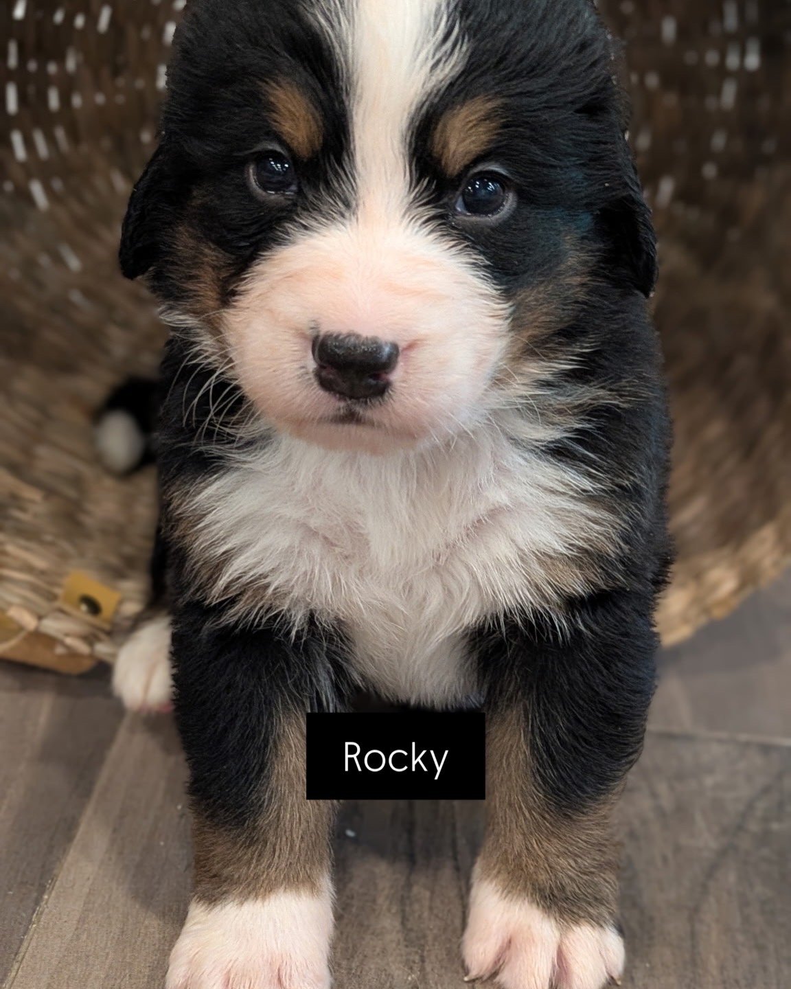 Rocky 4 wks.JPG