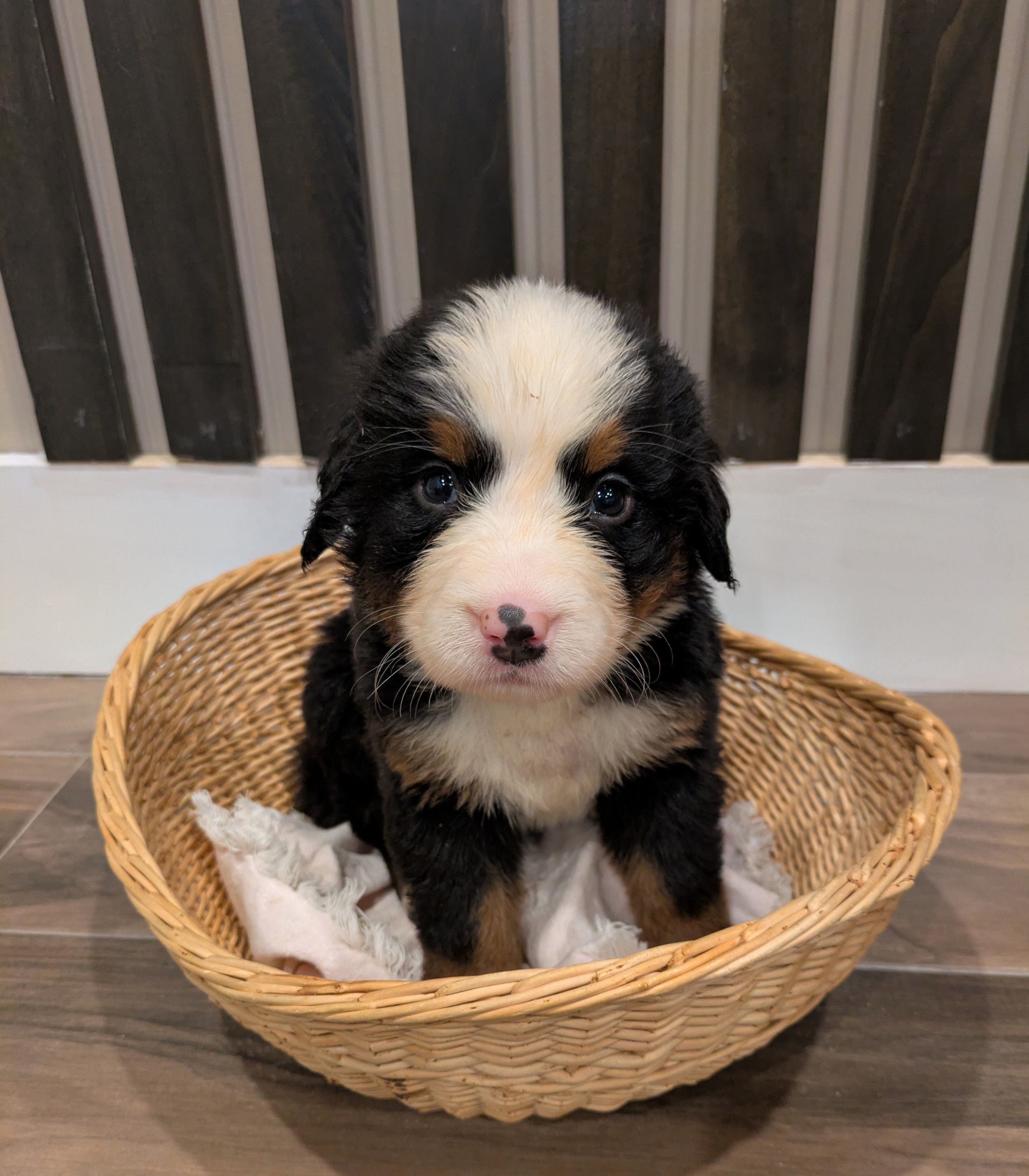 Ruby 5wk.2.jpg