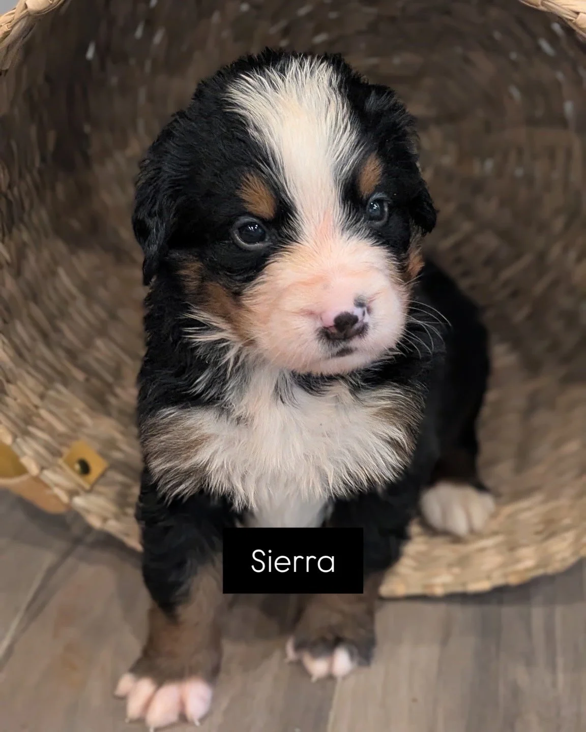 Sierra - Female