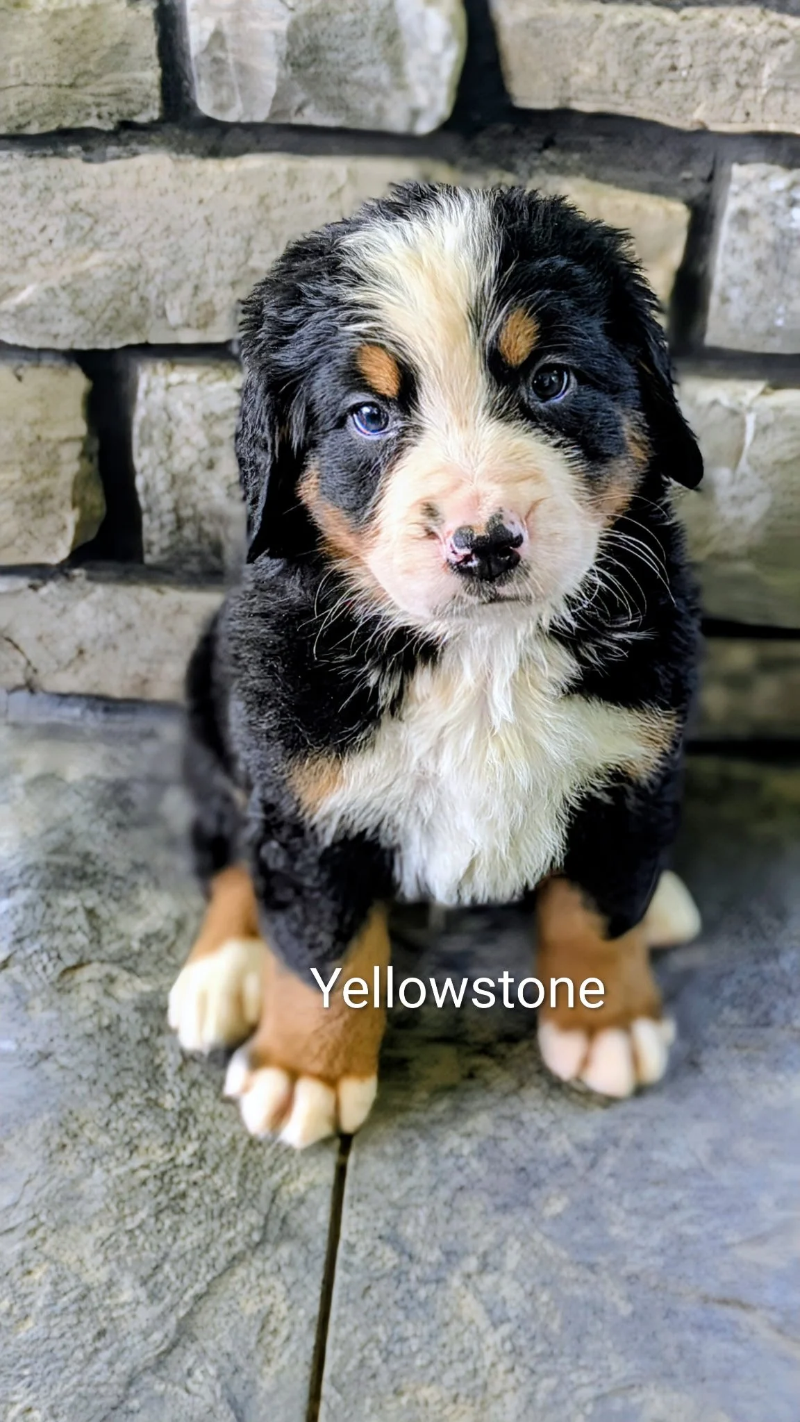 Yellowstone 6 wks.JPG