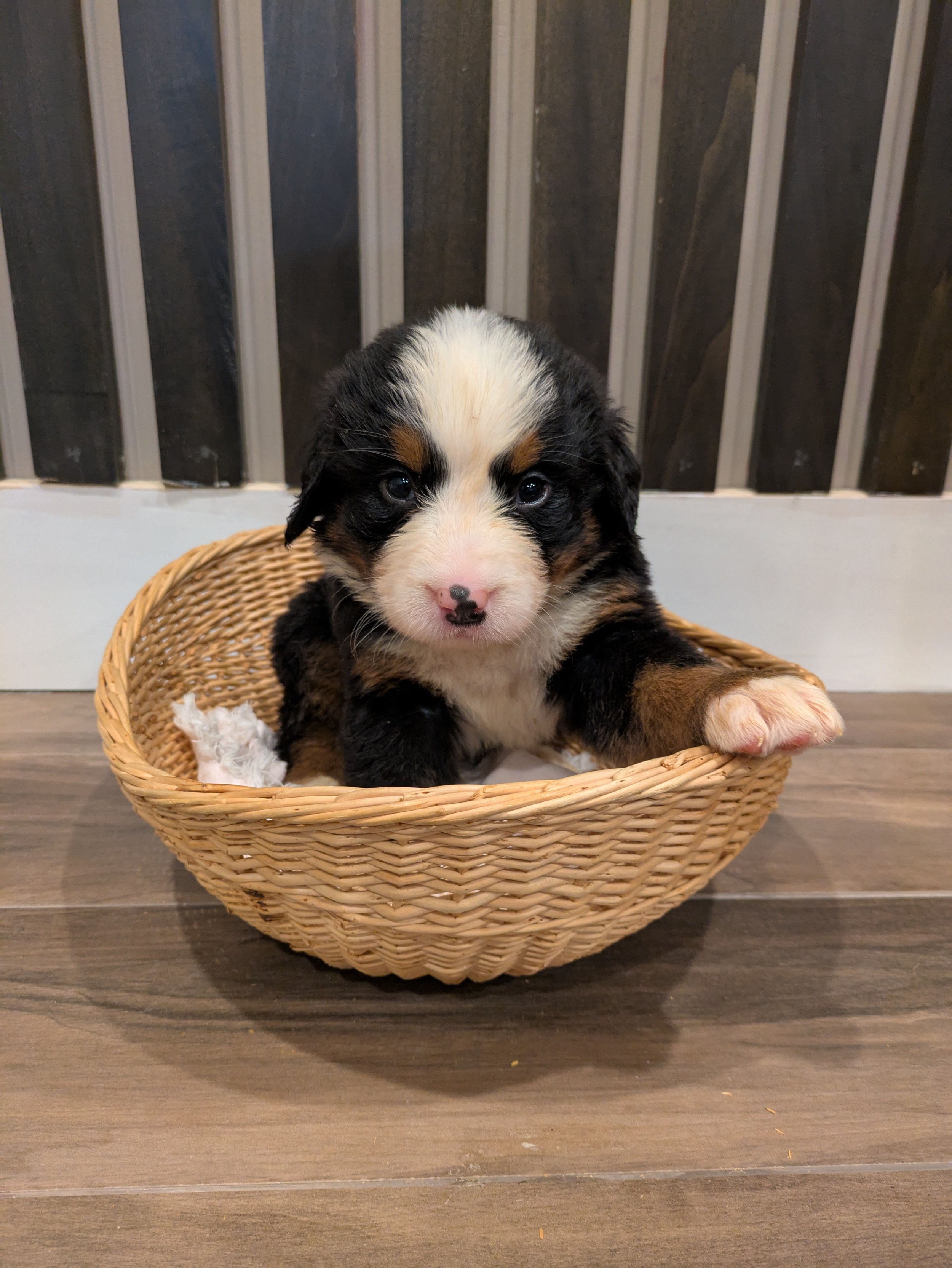 Ruby 5wk.jpg