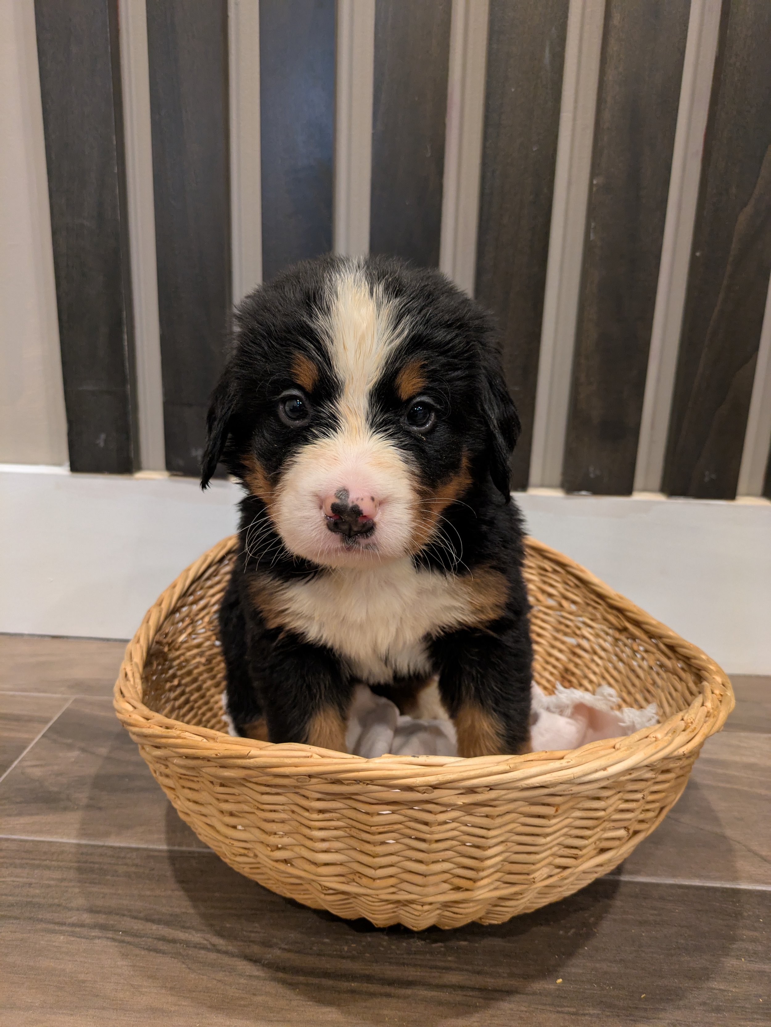 Sapphire 5wk.2.jpg