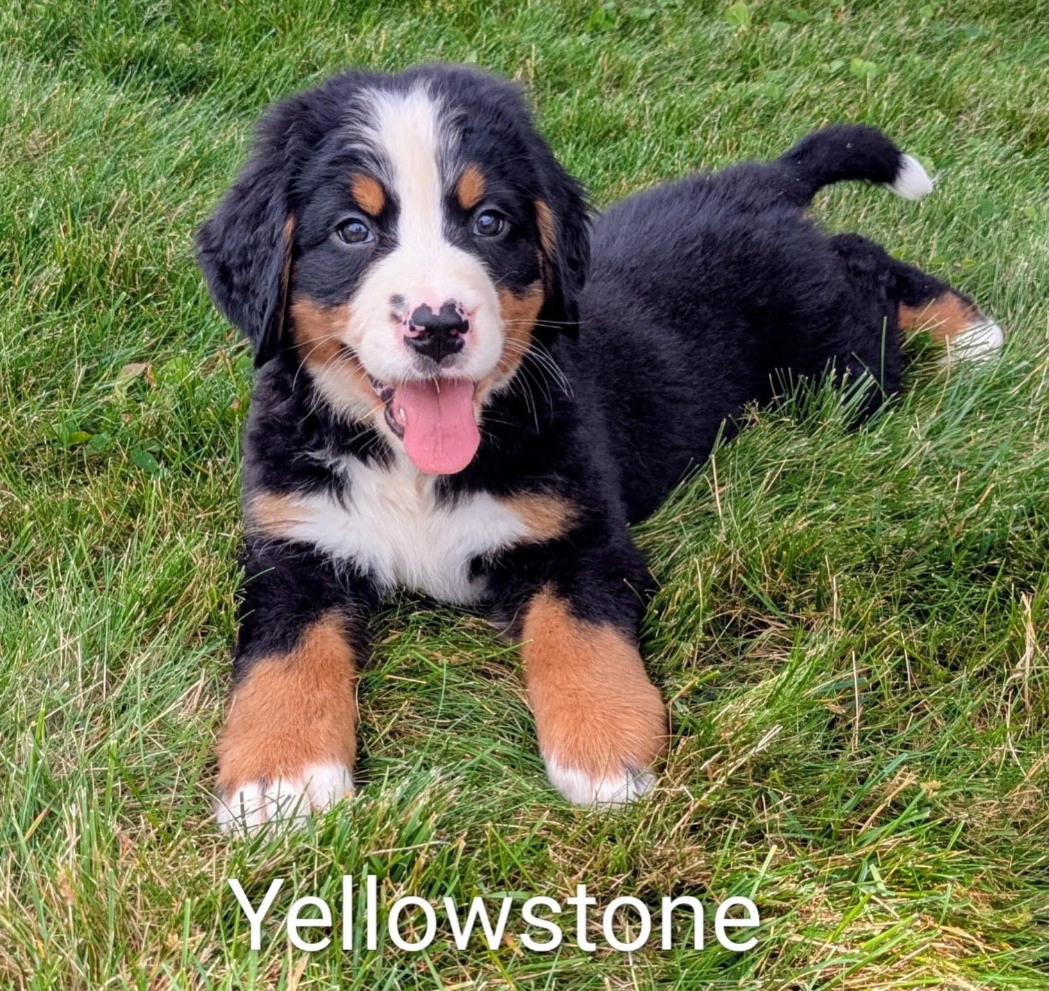 Yellowstone 8 wks.JPG