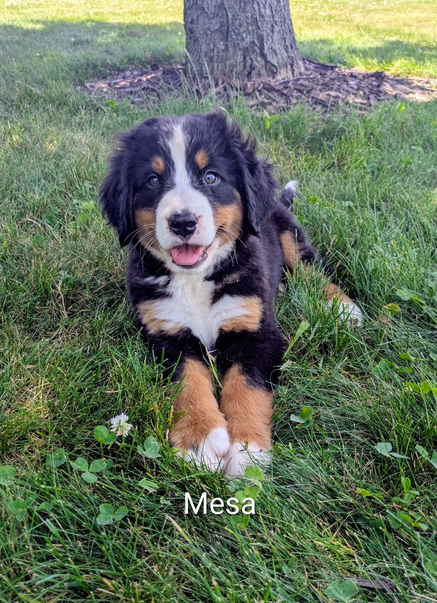 Mesa 8 wks.JPG