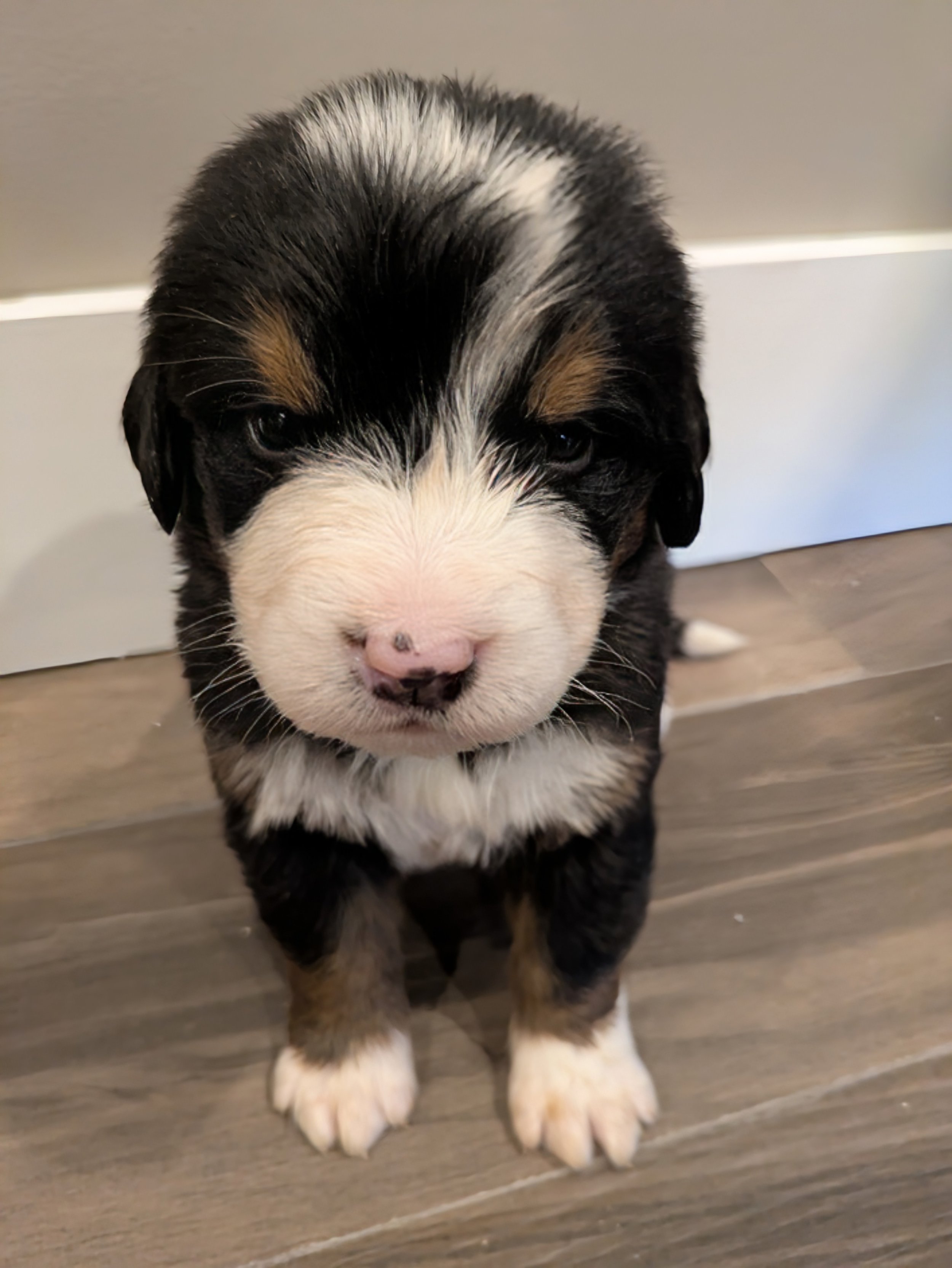Pearl 4wk.jpg