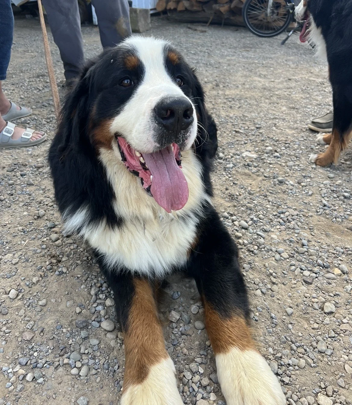 Meet the Parents — Bauman Berners