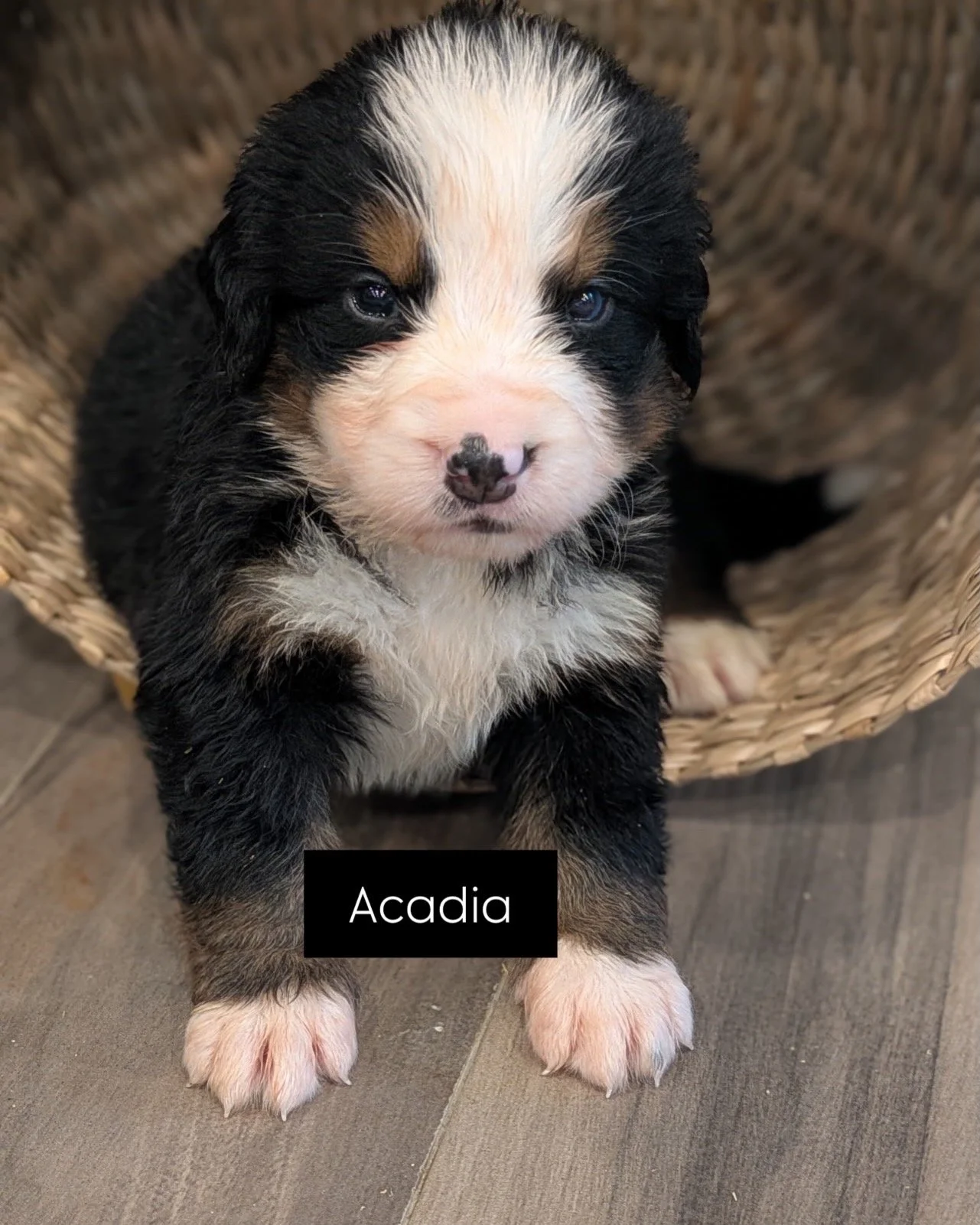 Acadia 4 wks.JPG
