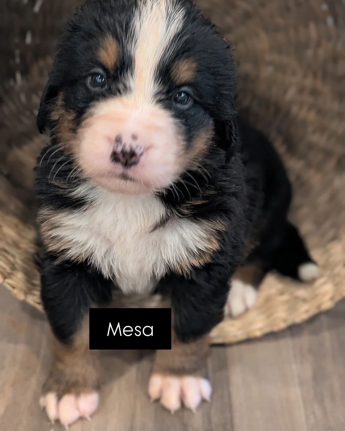 Mesa - Female