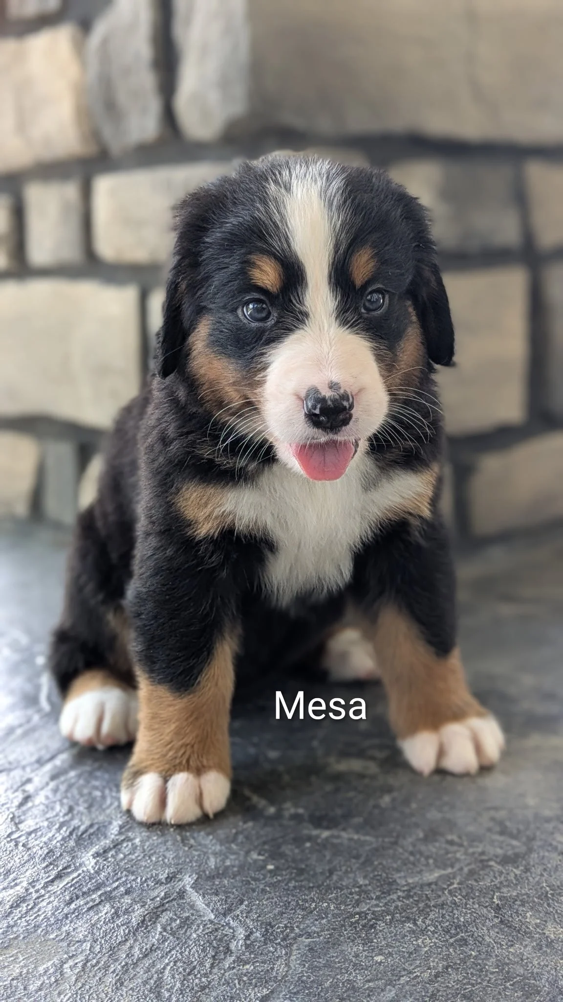 Mesa 6 wks.JPG