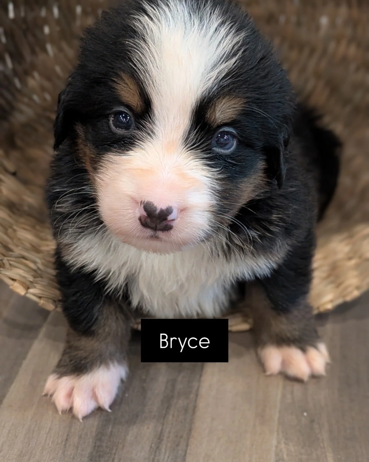 Bryce 4 wks.JPG