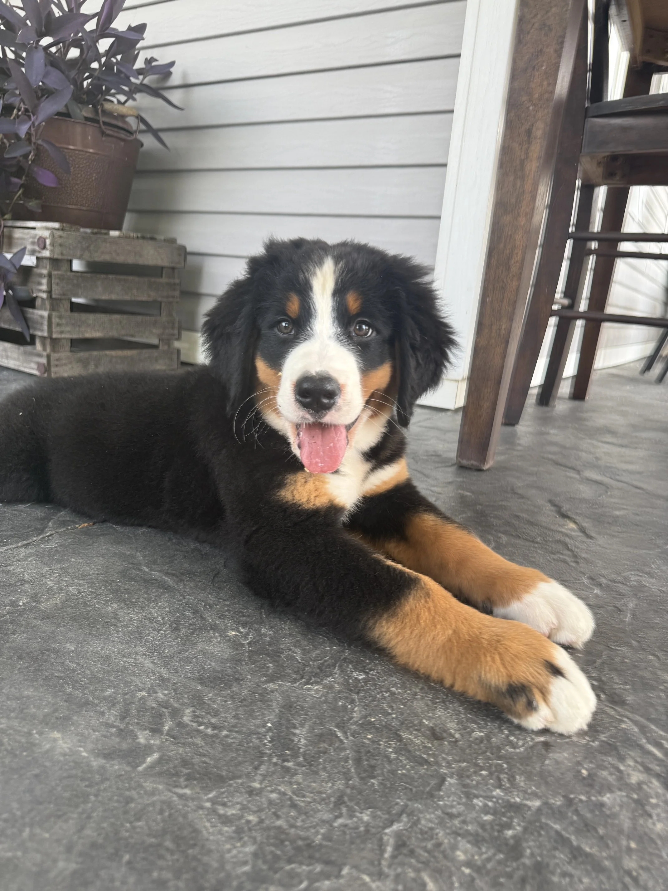 Mesa 11wks.2.JPG