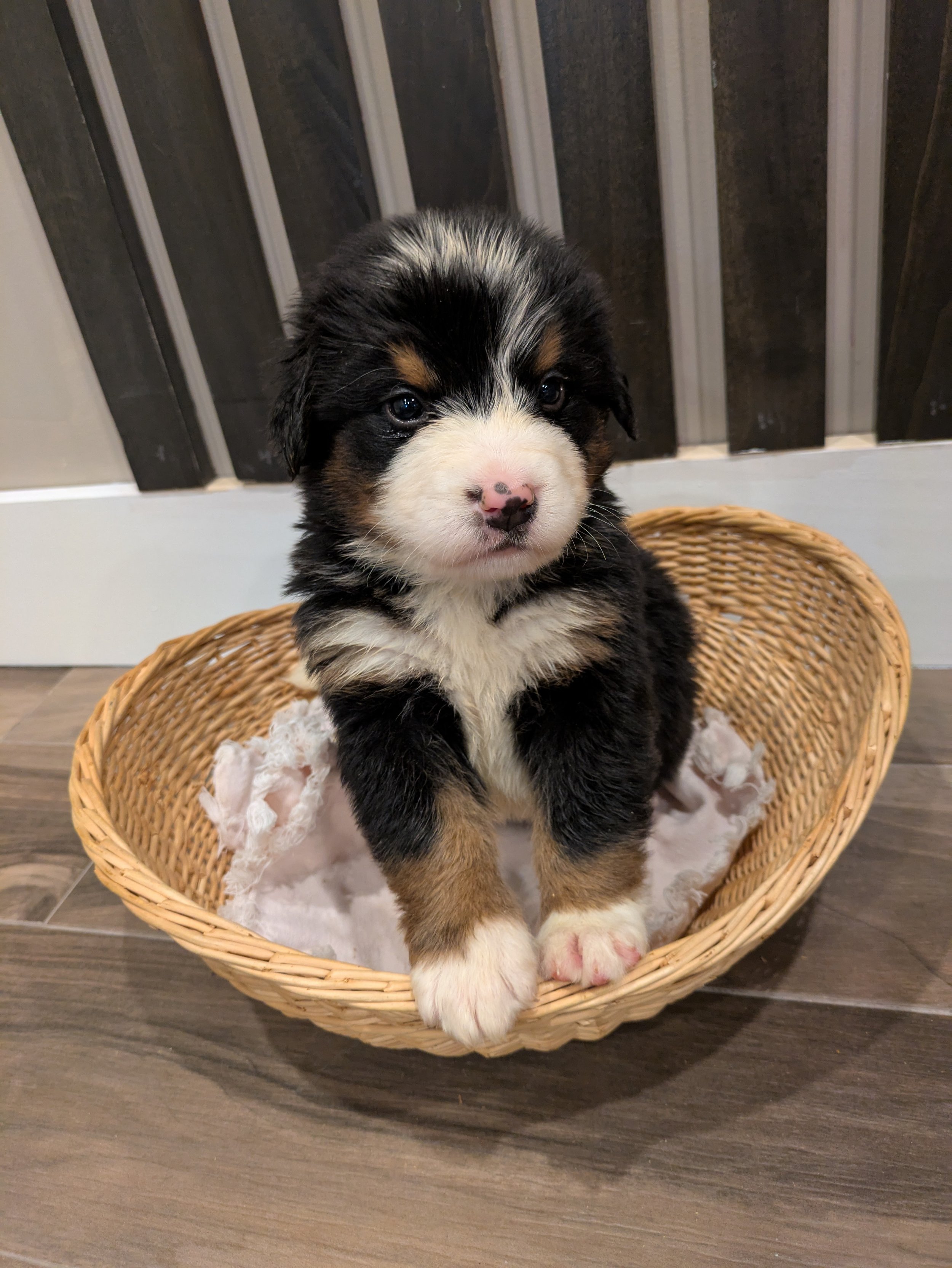 Pearl 5wk.2.jpg
