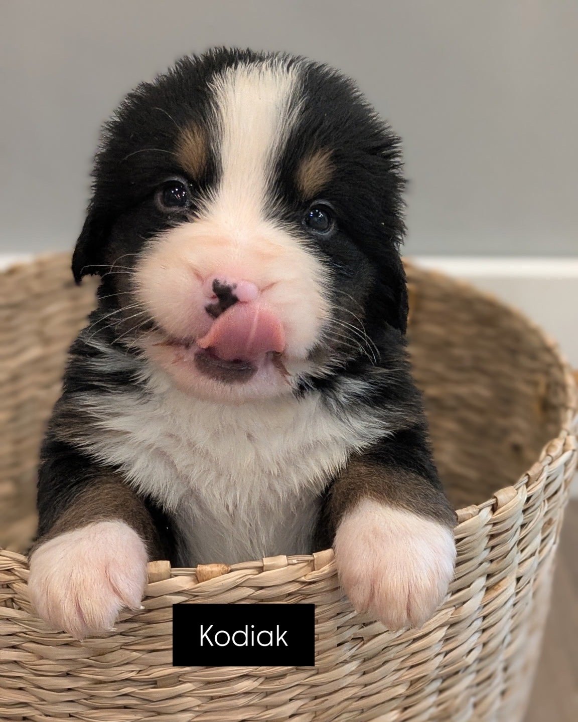 Kodiak 4 wks.JPG