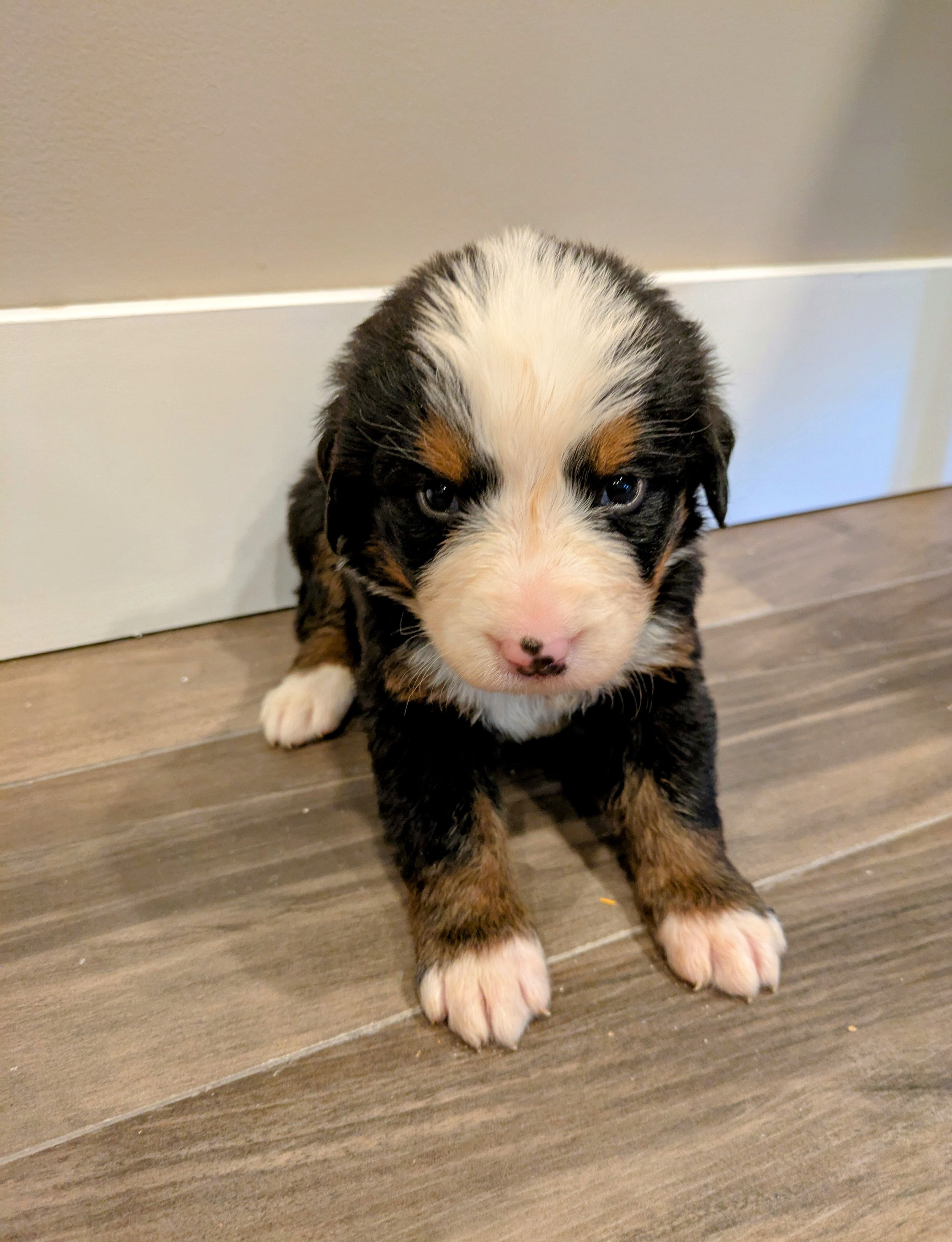 Ruby 4wk.jpg
