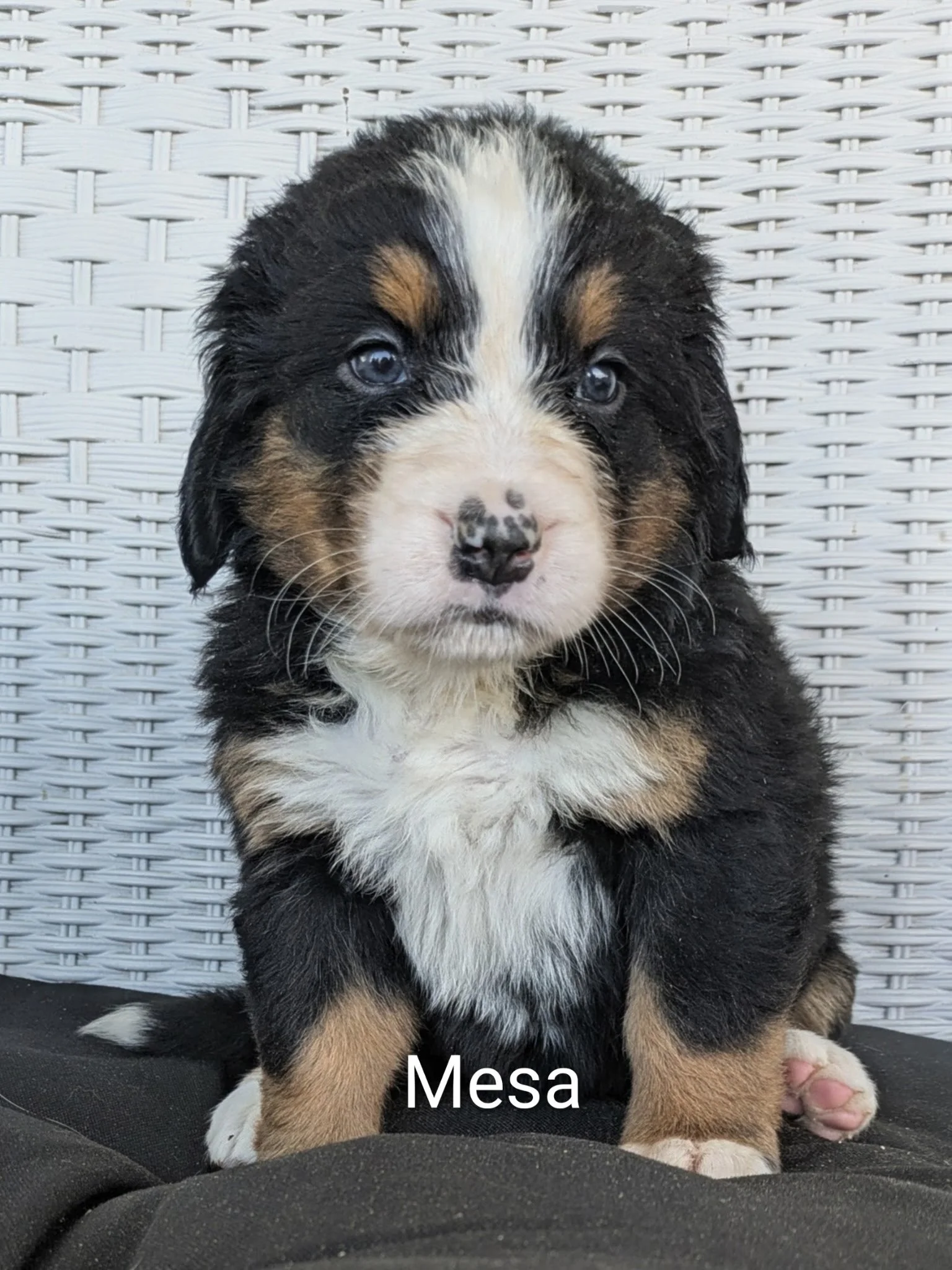 Mesa 5 wks.JPG