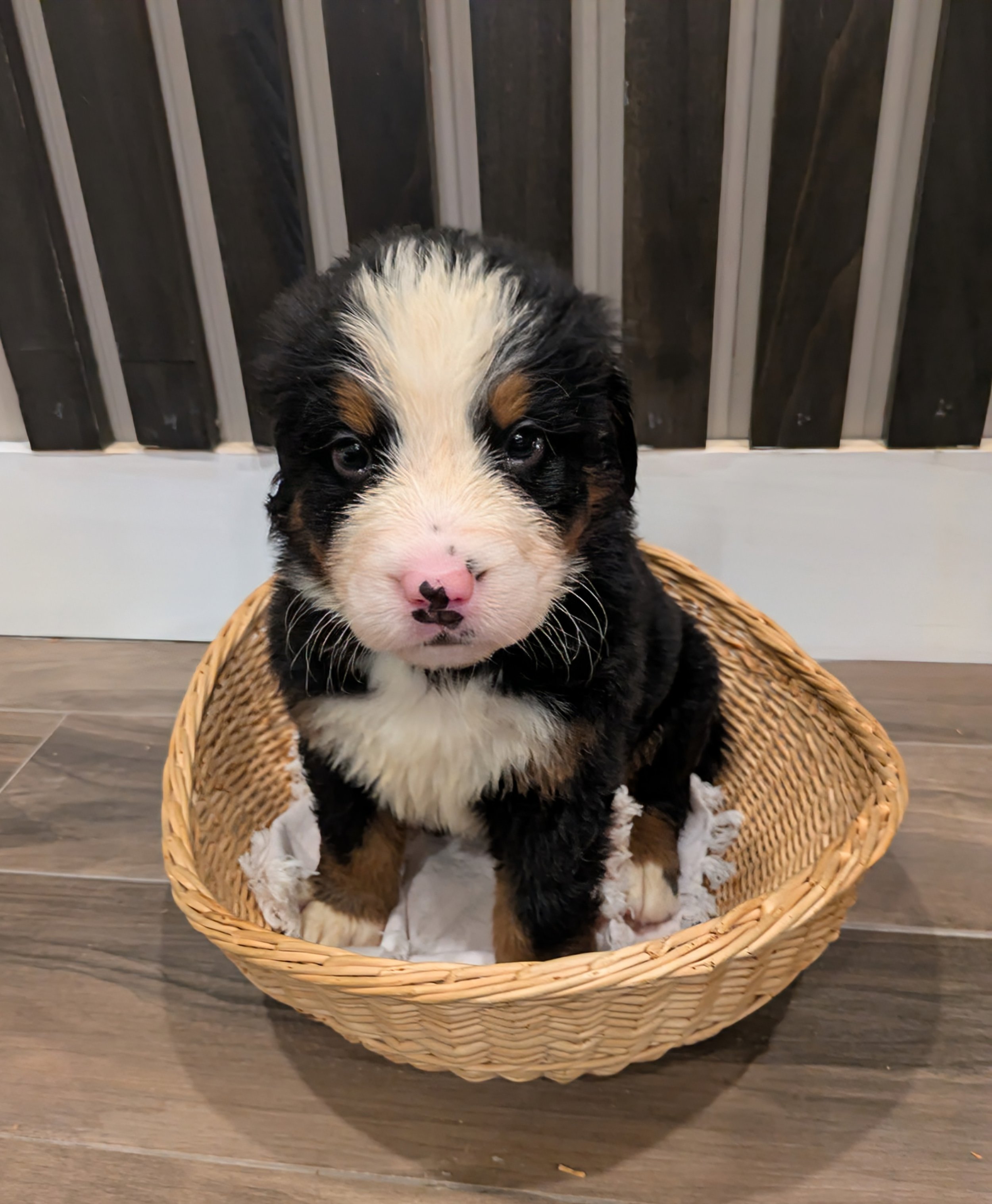 Onyx 5wk.jpg
