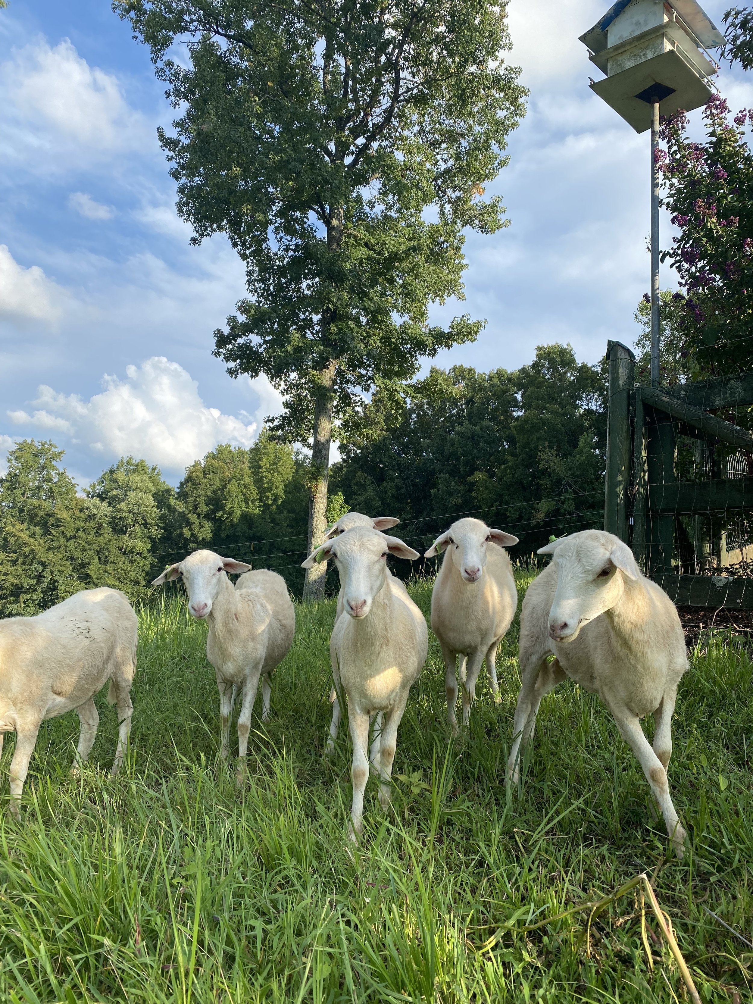 Sheep farm