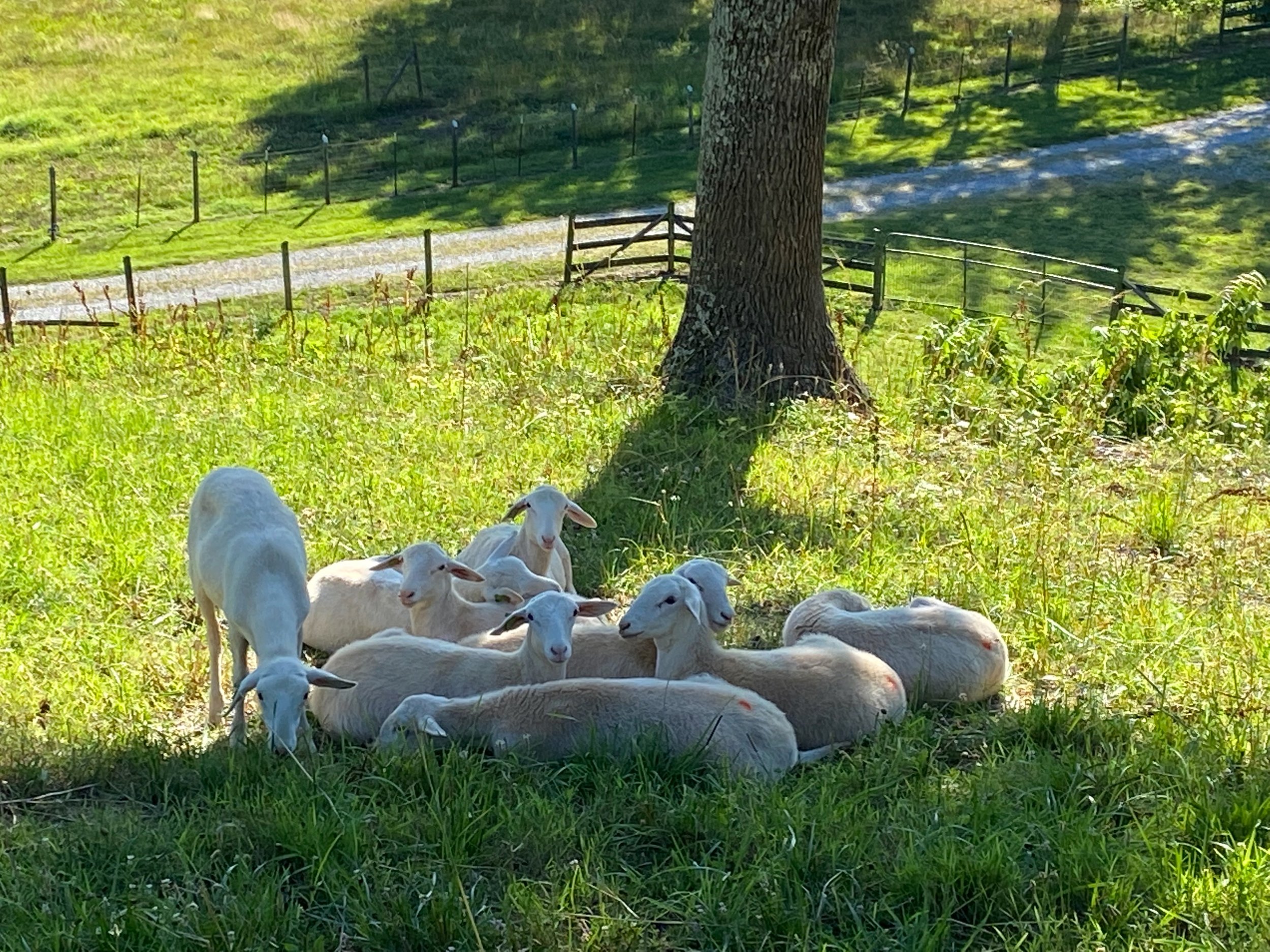 St. Croix Sheep for Sale
