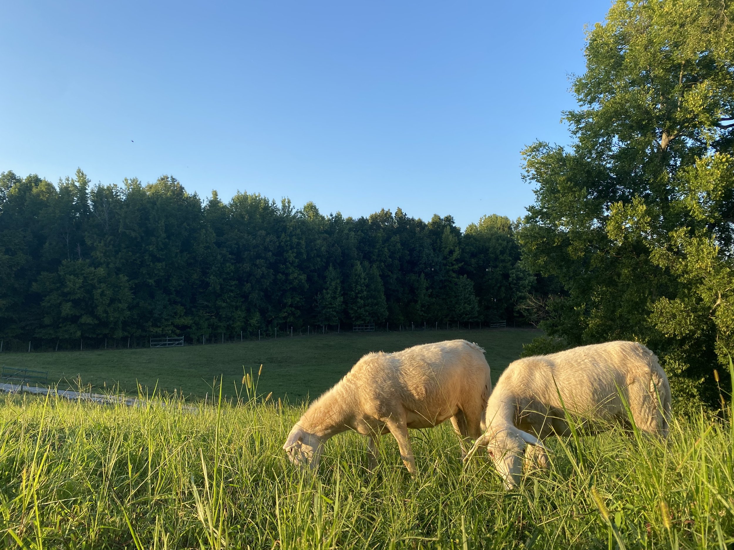 Tennessee Farm