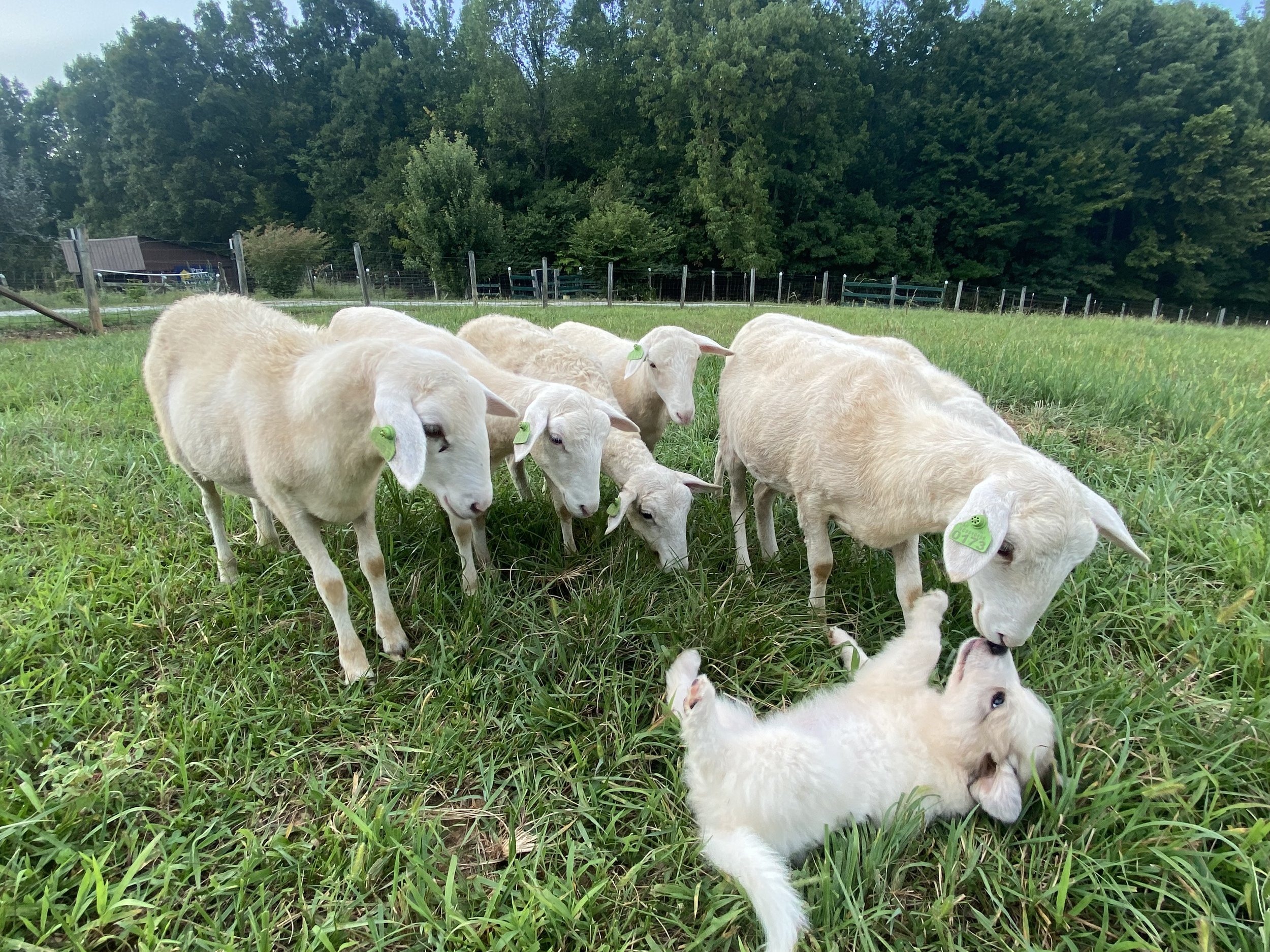 Livestock Guardian dogs