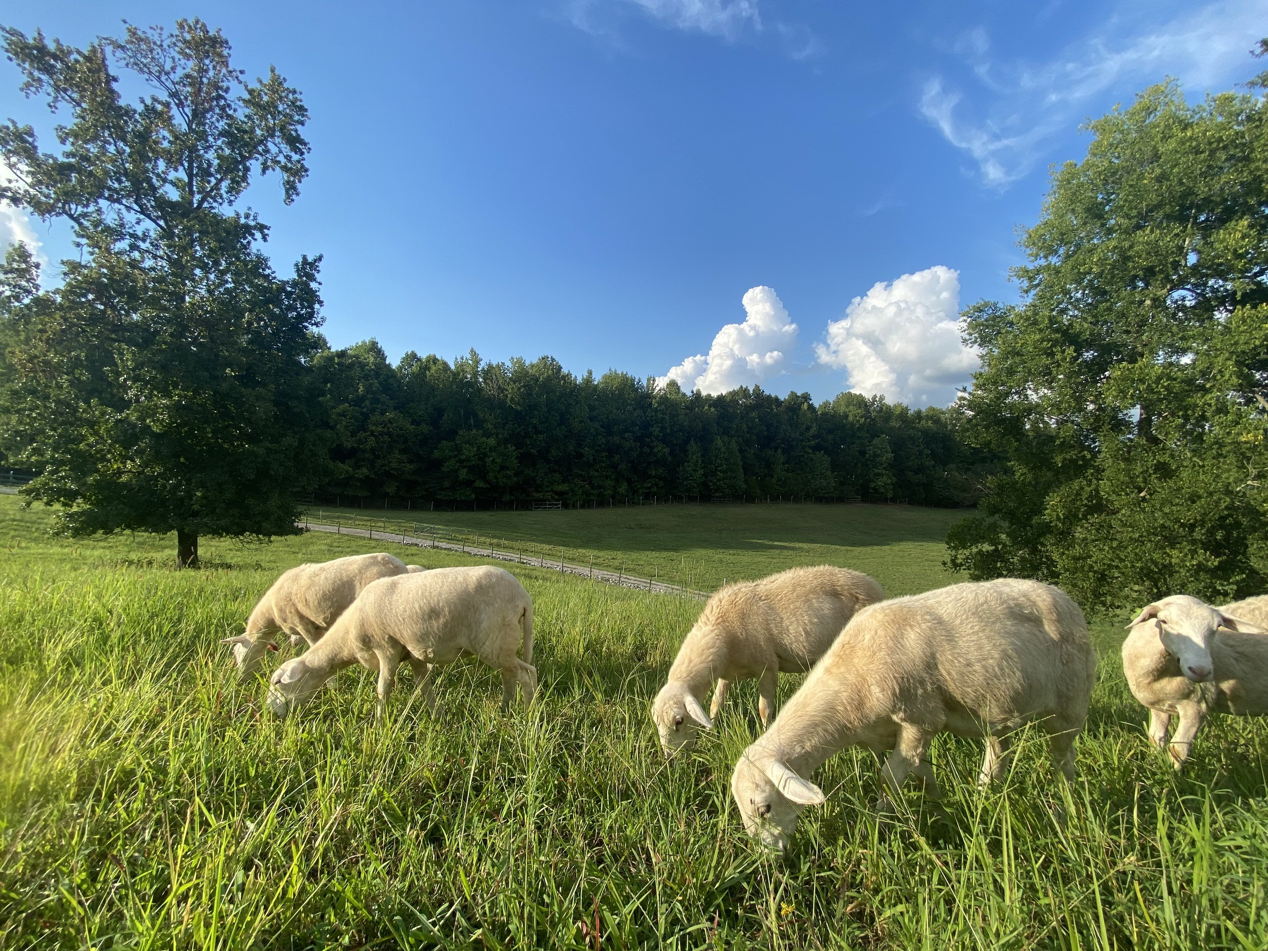 sheep for sale