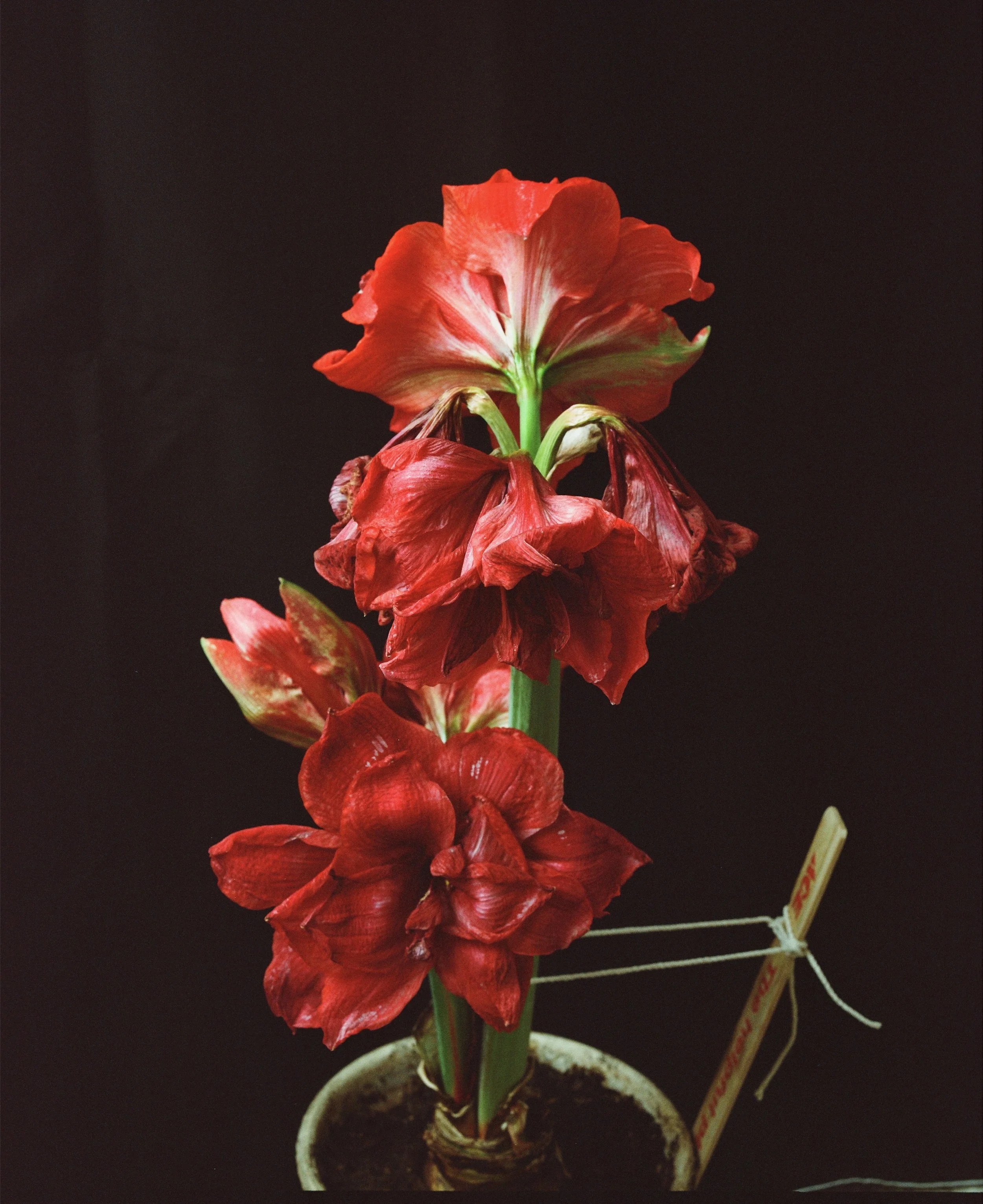 Screen Shot Amaryllis.jpg