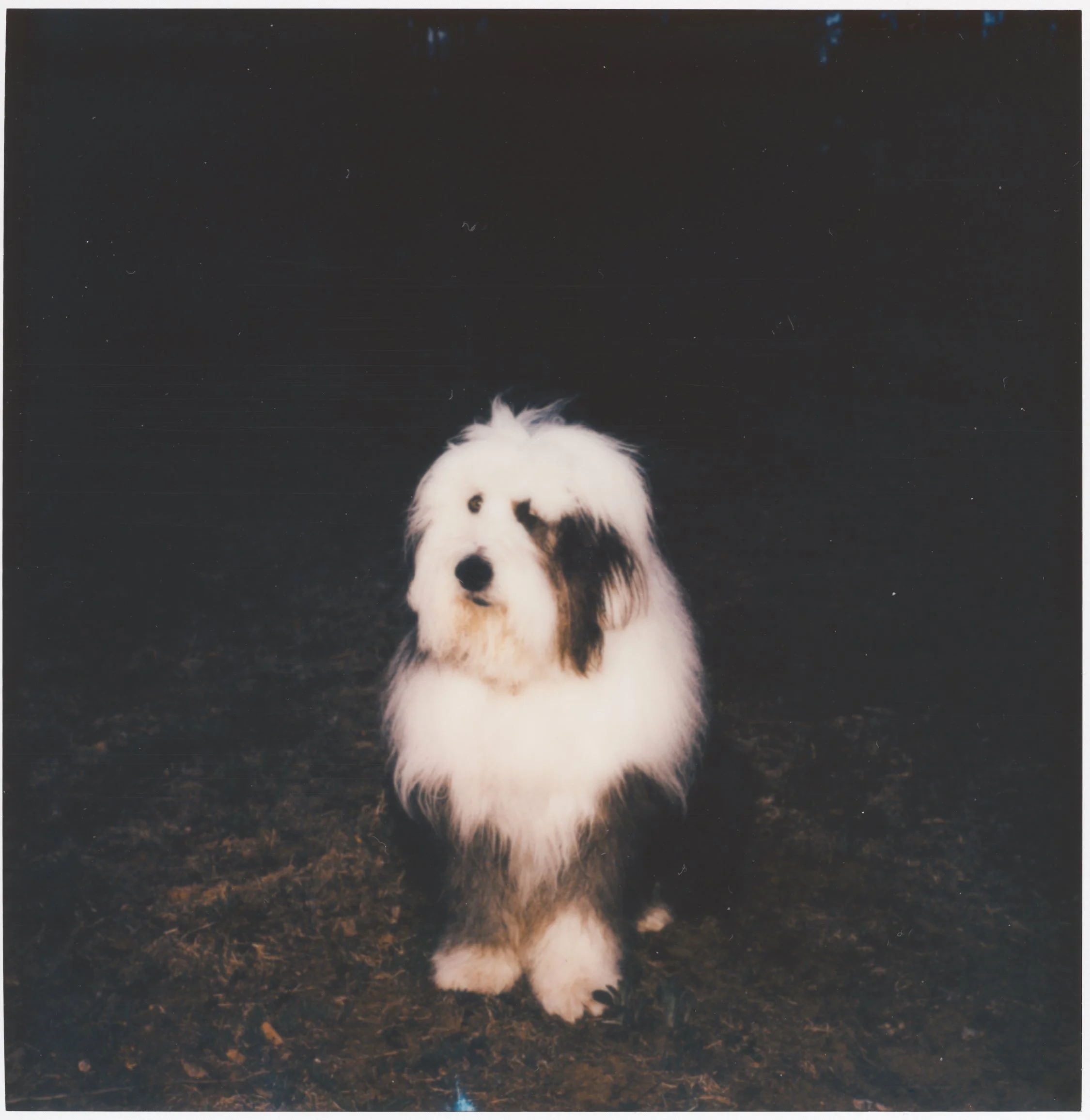 Daisy 5-6-2026 Polariod.jpg