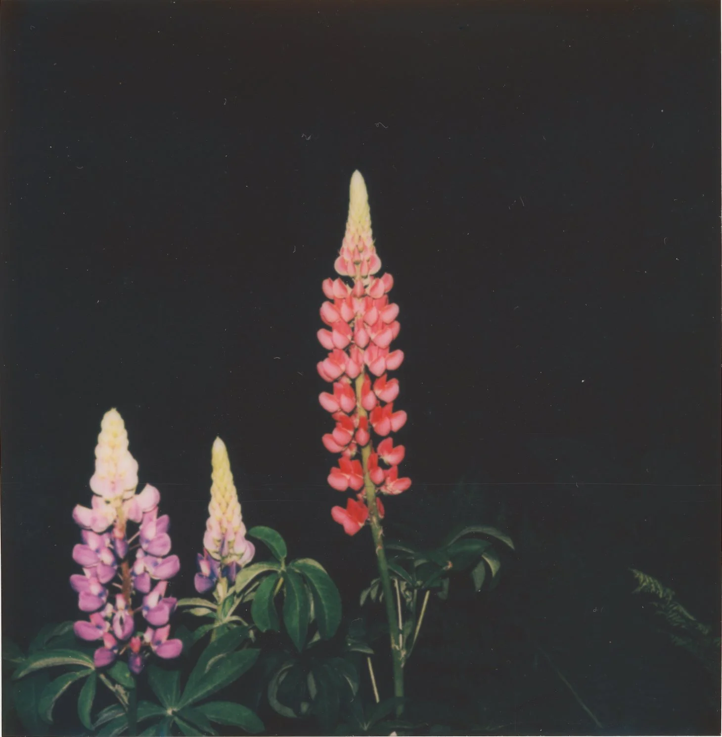 Untitled11.jpg