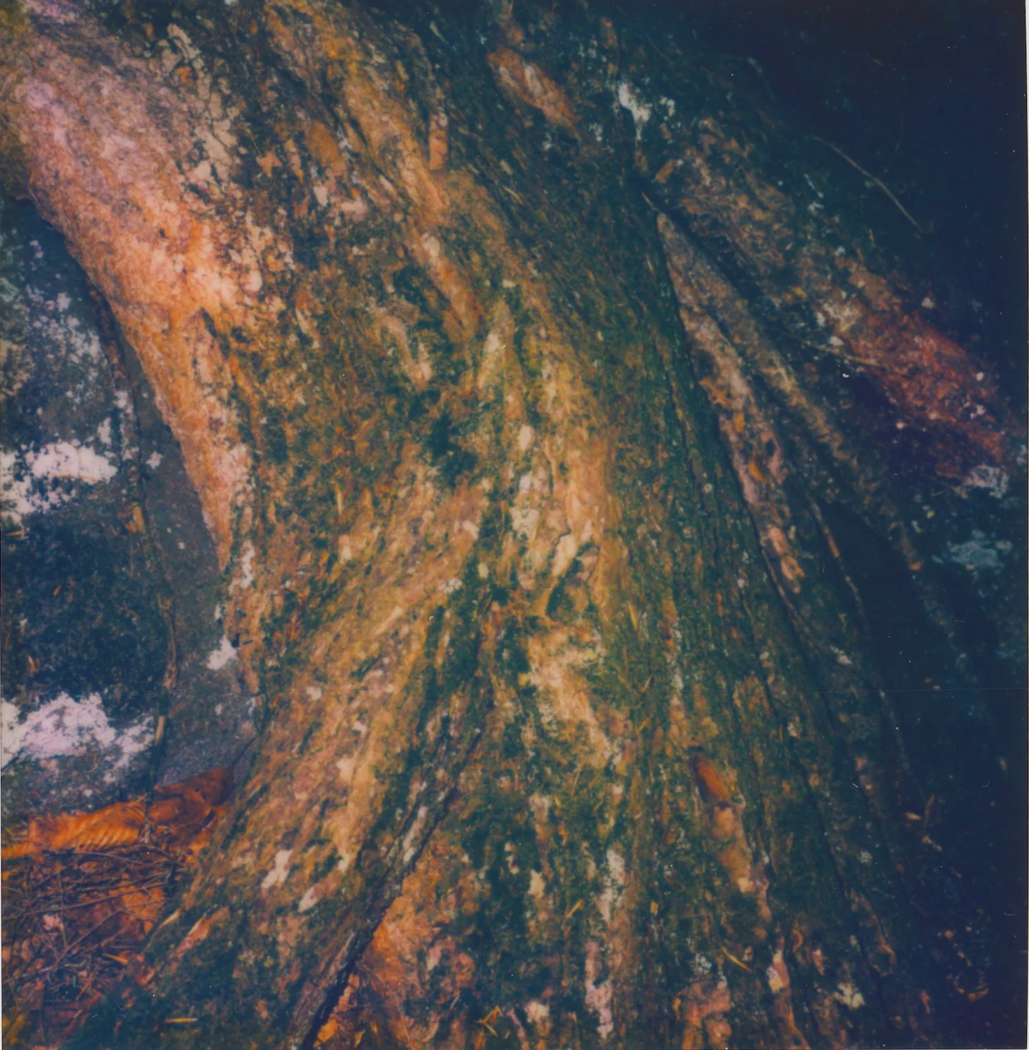 Tree Root PolaRIOD.jpg