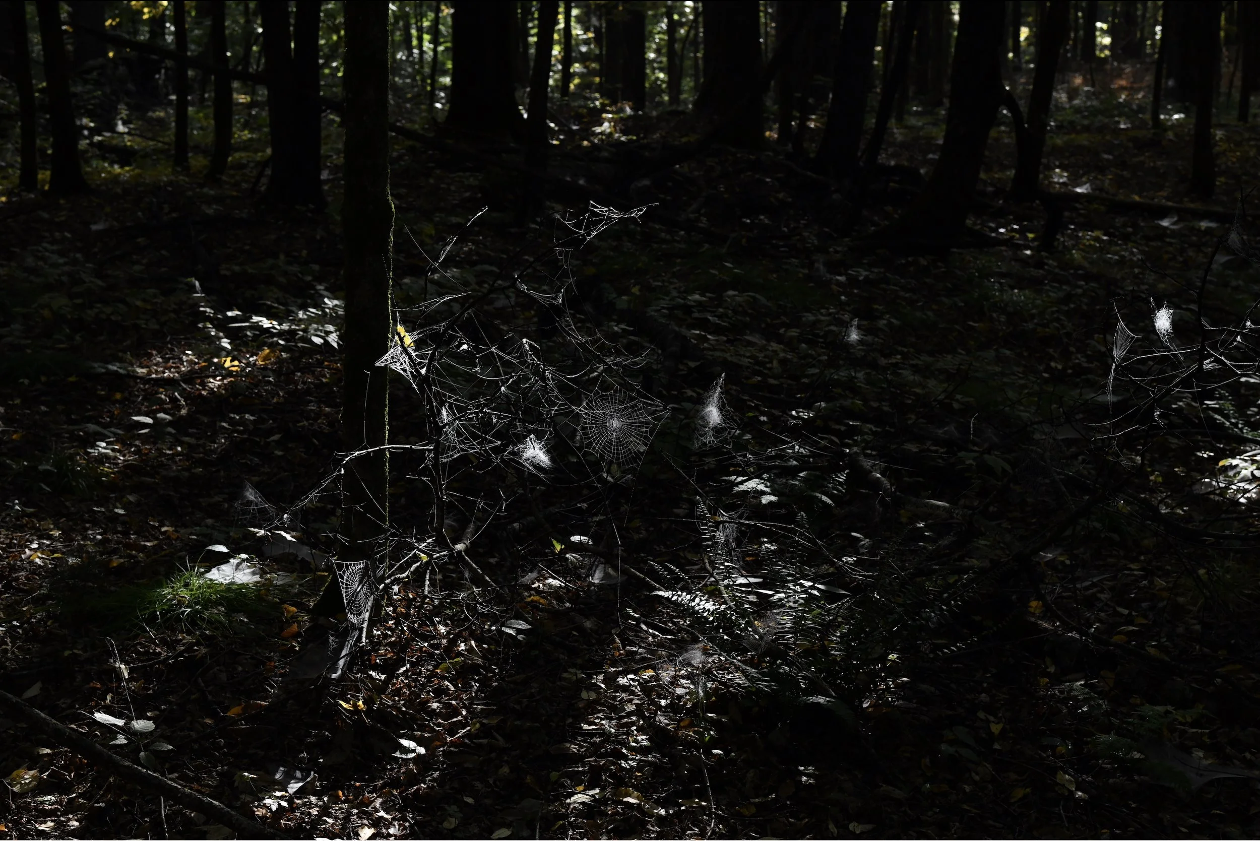 Spiders Web Spider.jpg
