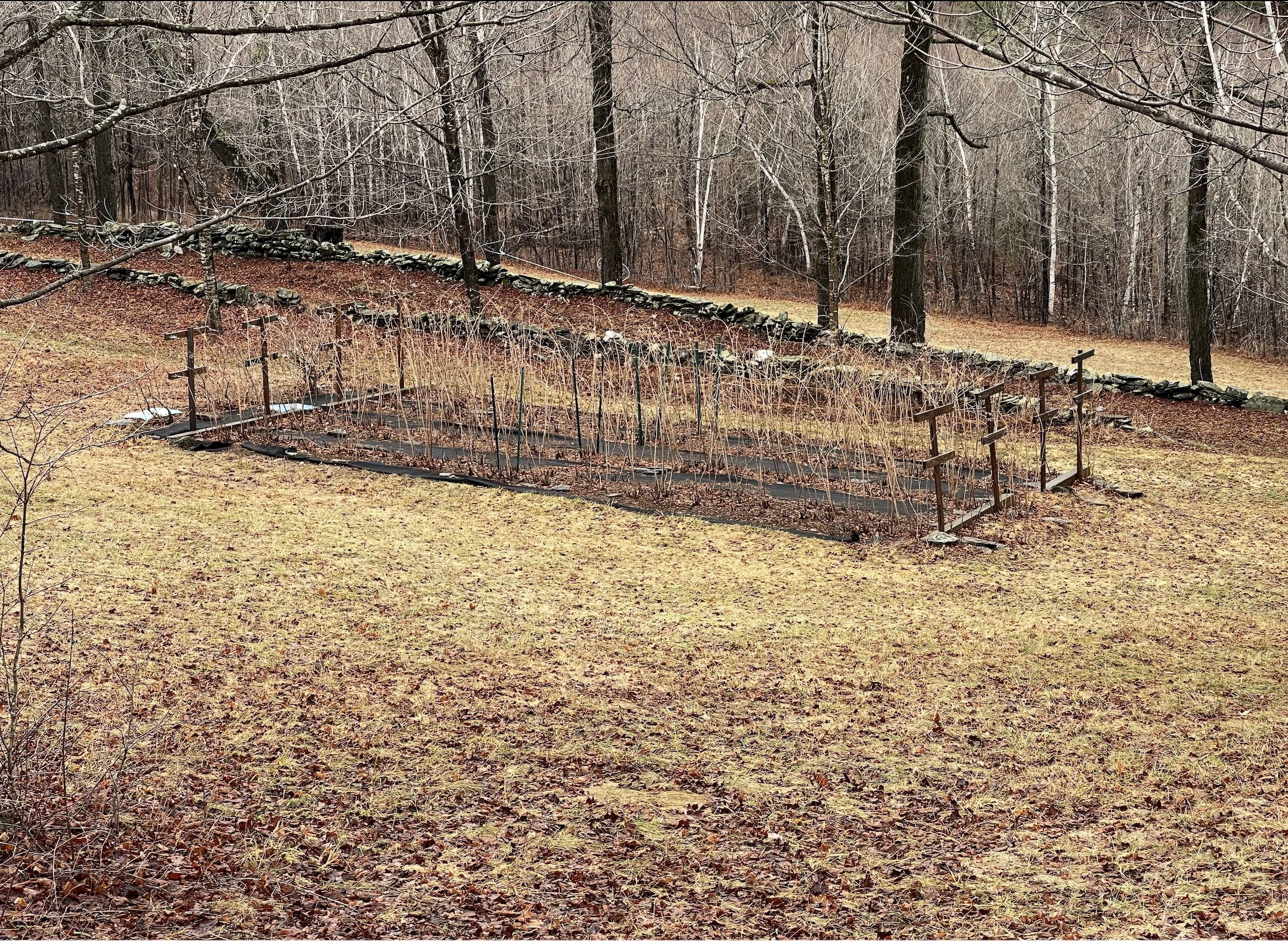 Berry Vines .jpg