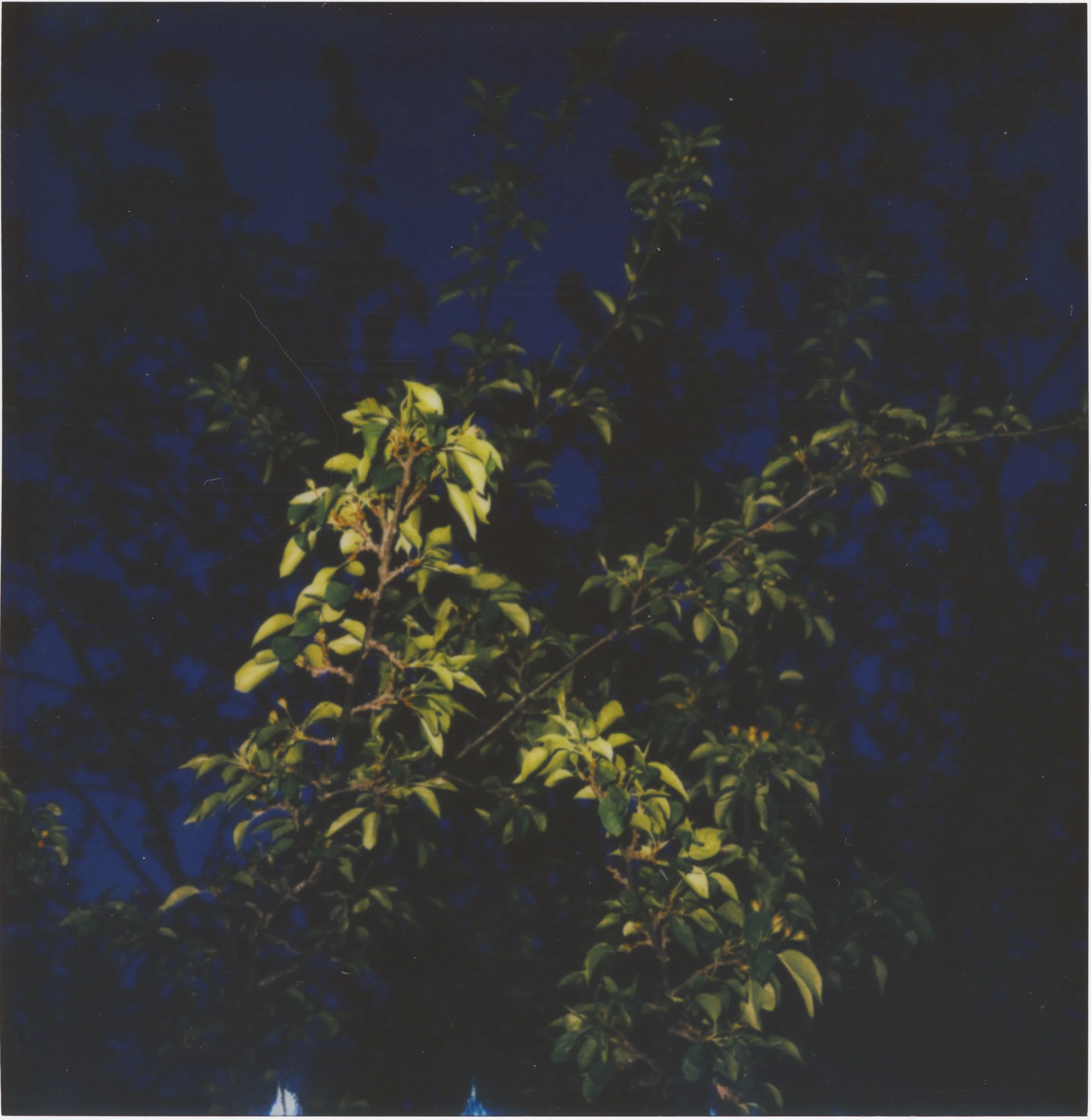 Website 5-6-26 green leaves.jpg