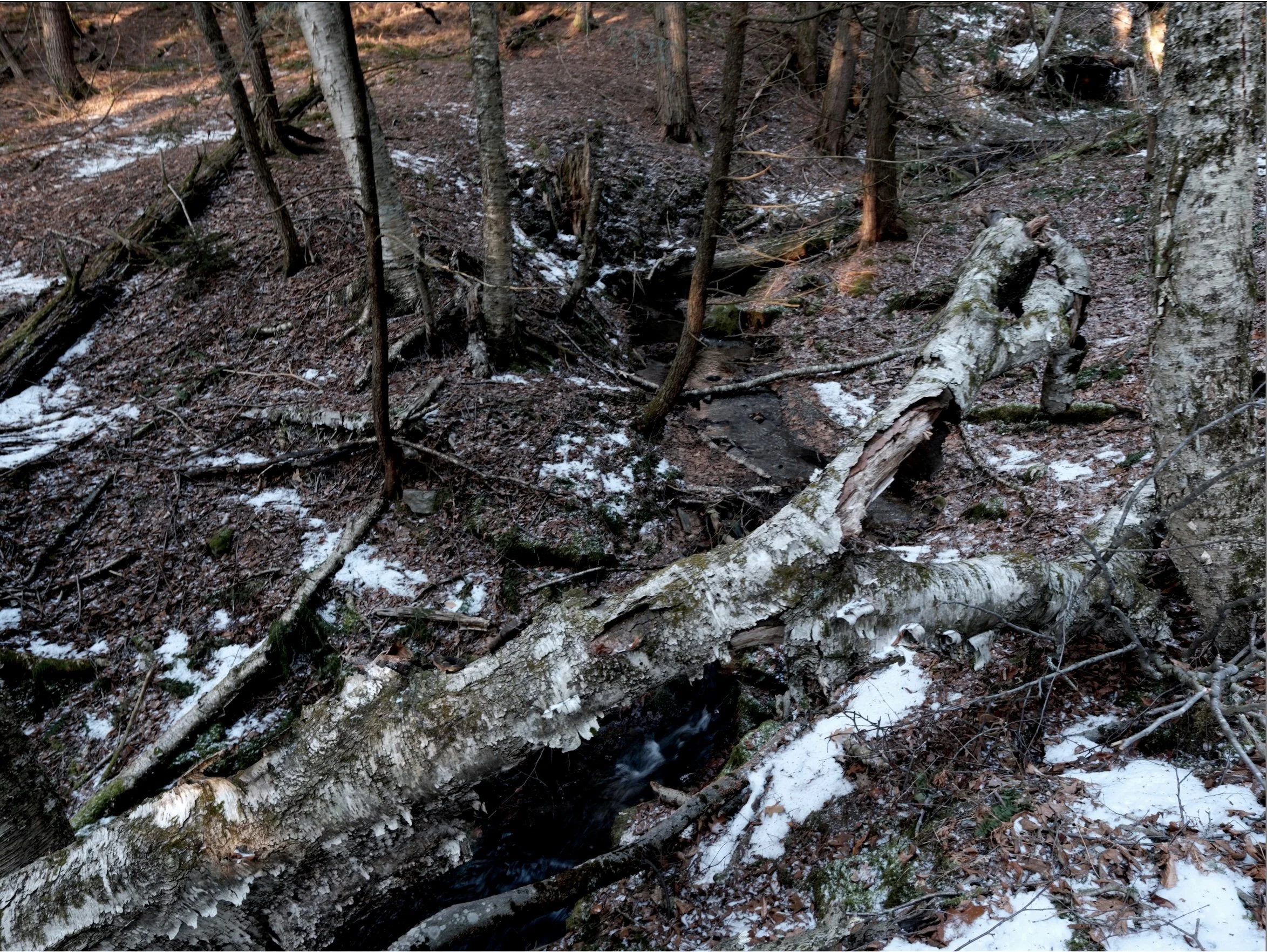 Tree 12-20-25 III.jpg