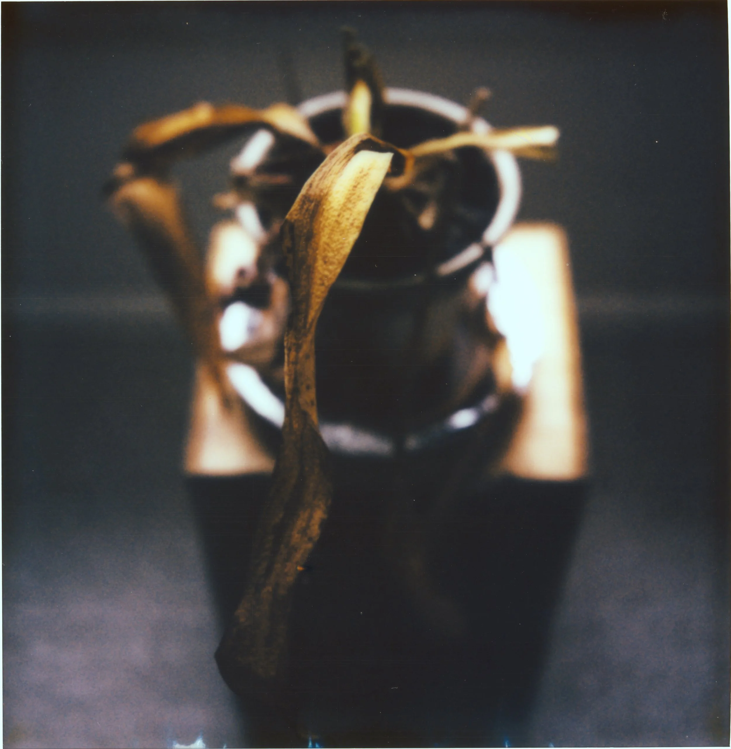 Amarilys dried Out.jpg