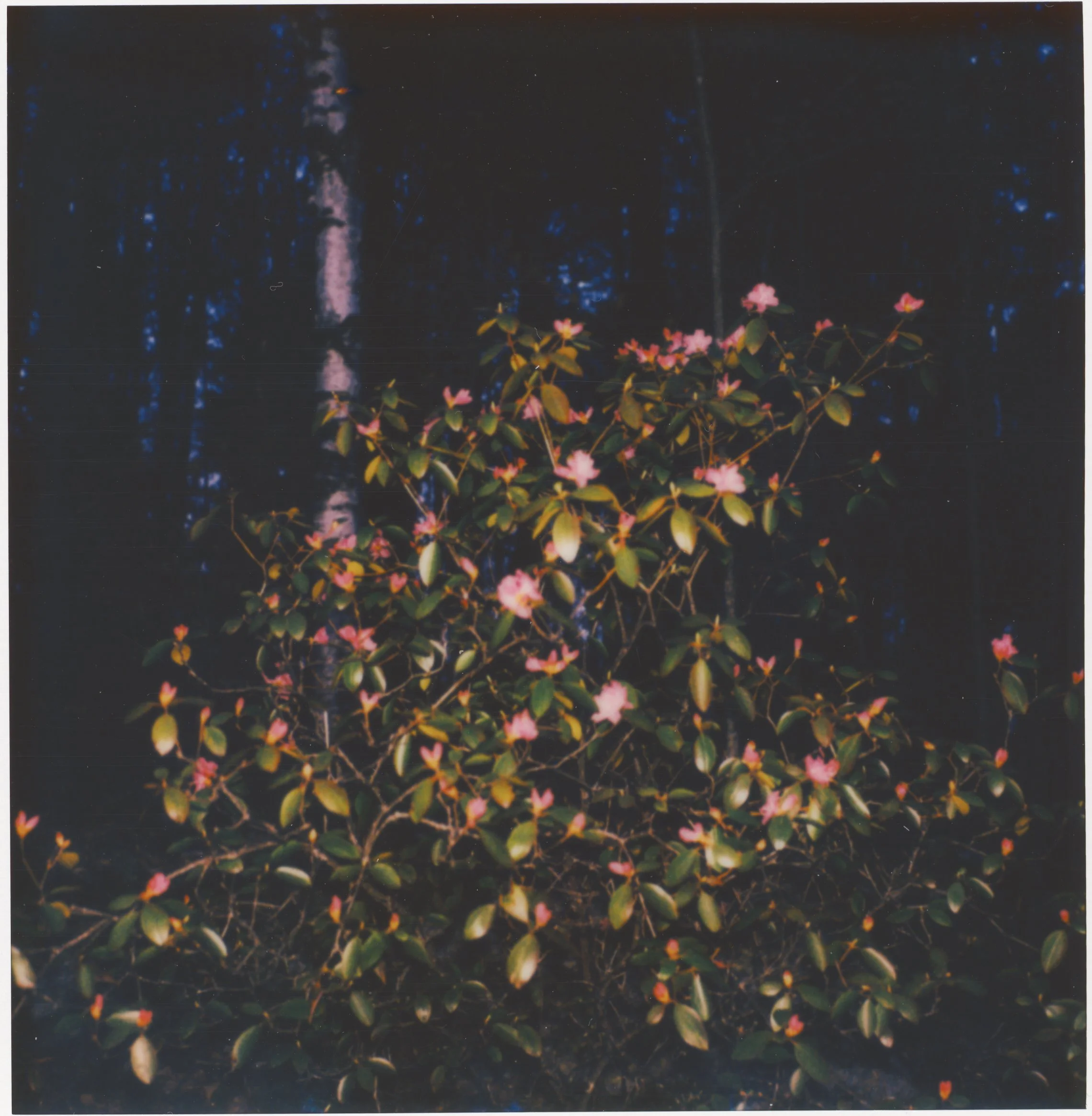 Website 5-6-26 green red bush.jpg