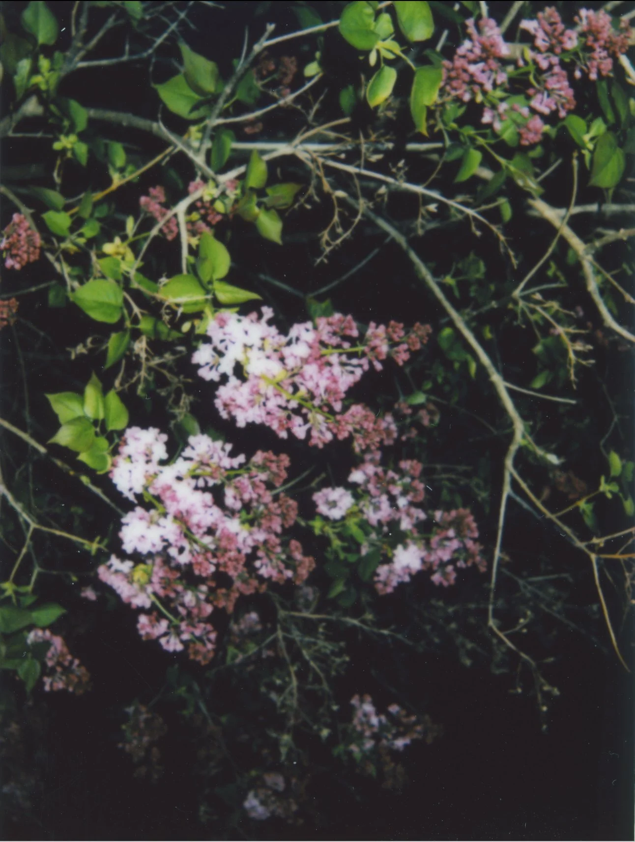Untitled23.jpg